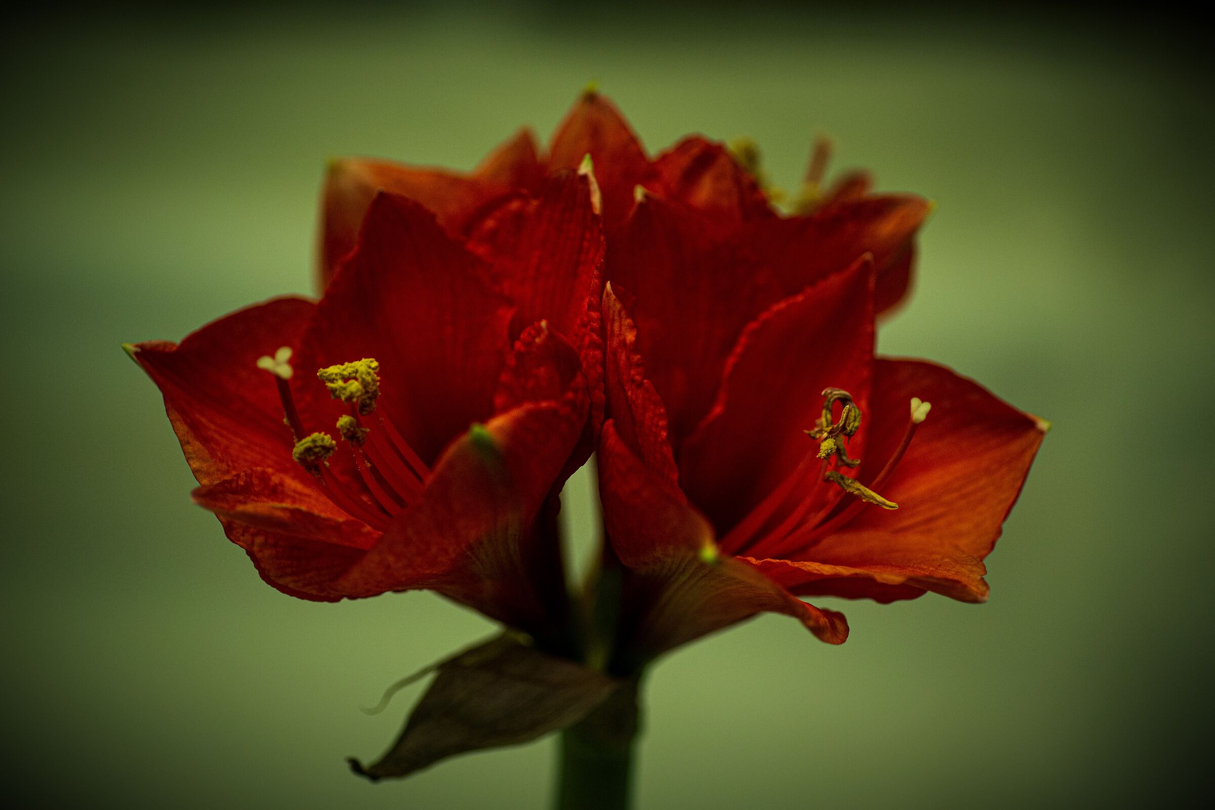 Amaryllis
