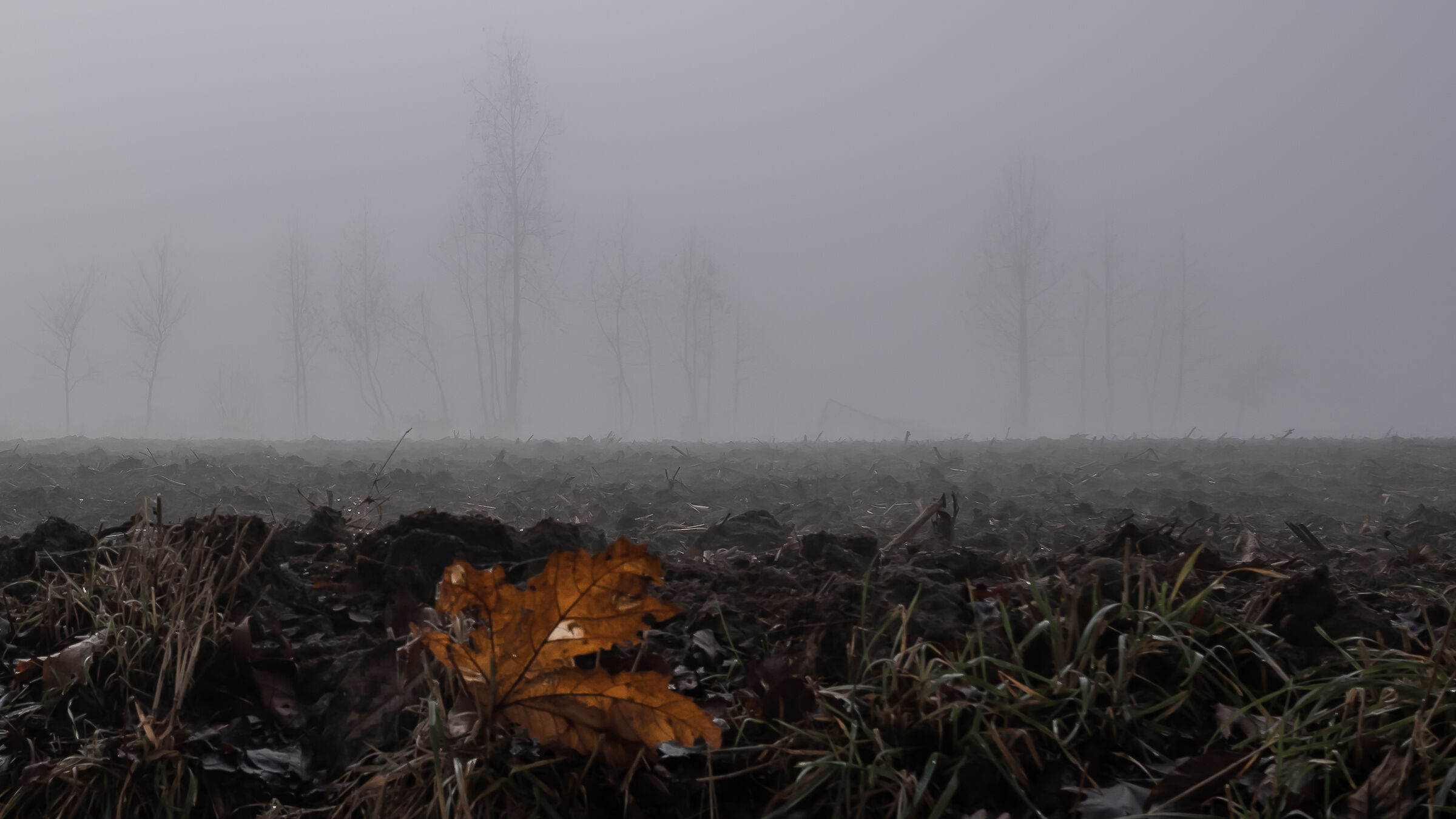 Last witness of autumn