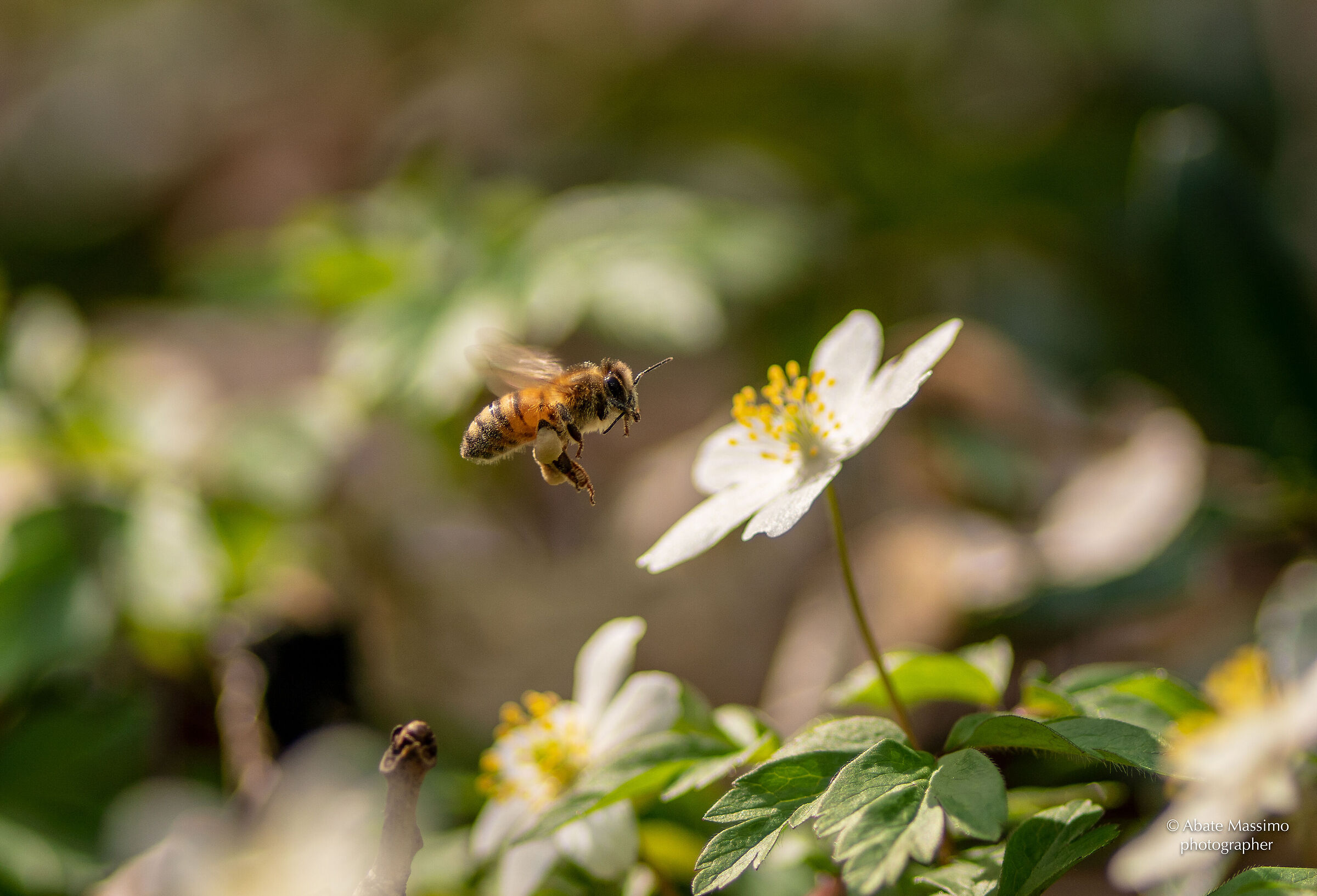 vola piccola operaia