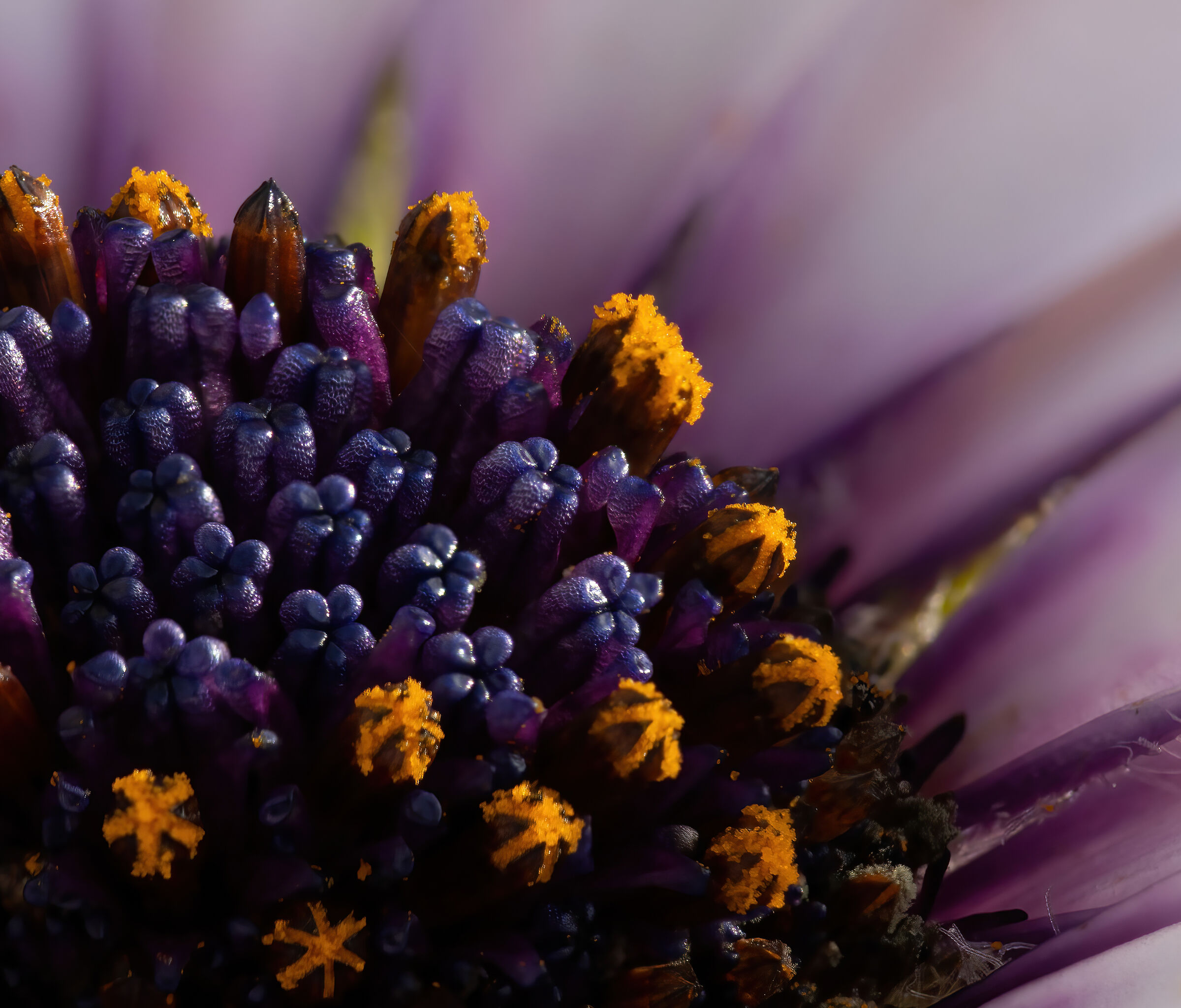 Zoomed flower