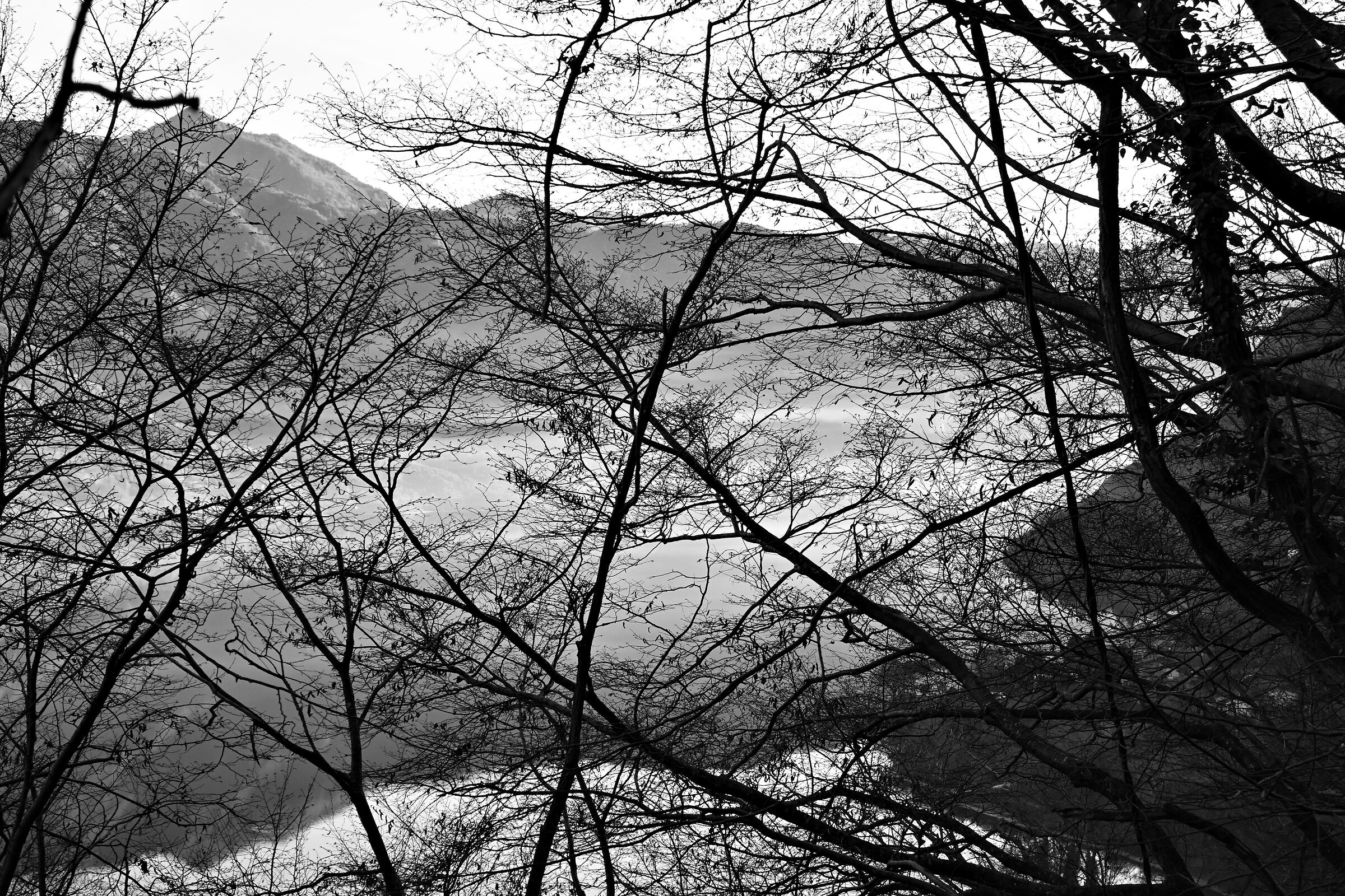 Riflessi del lago (d'Idro) fra i rami