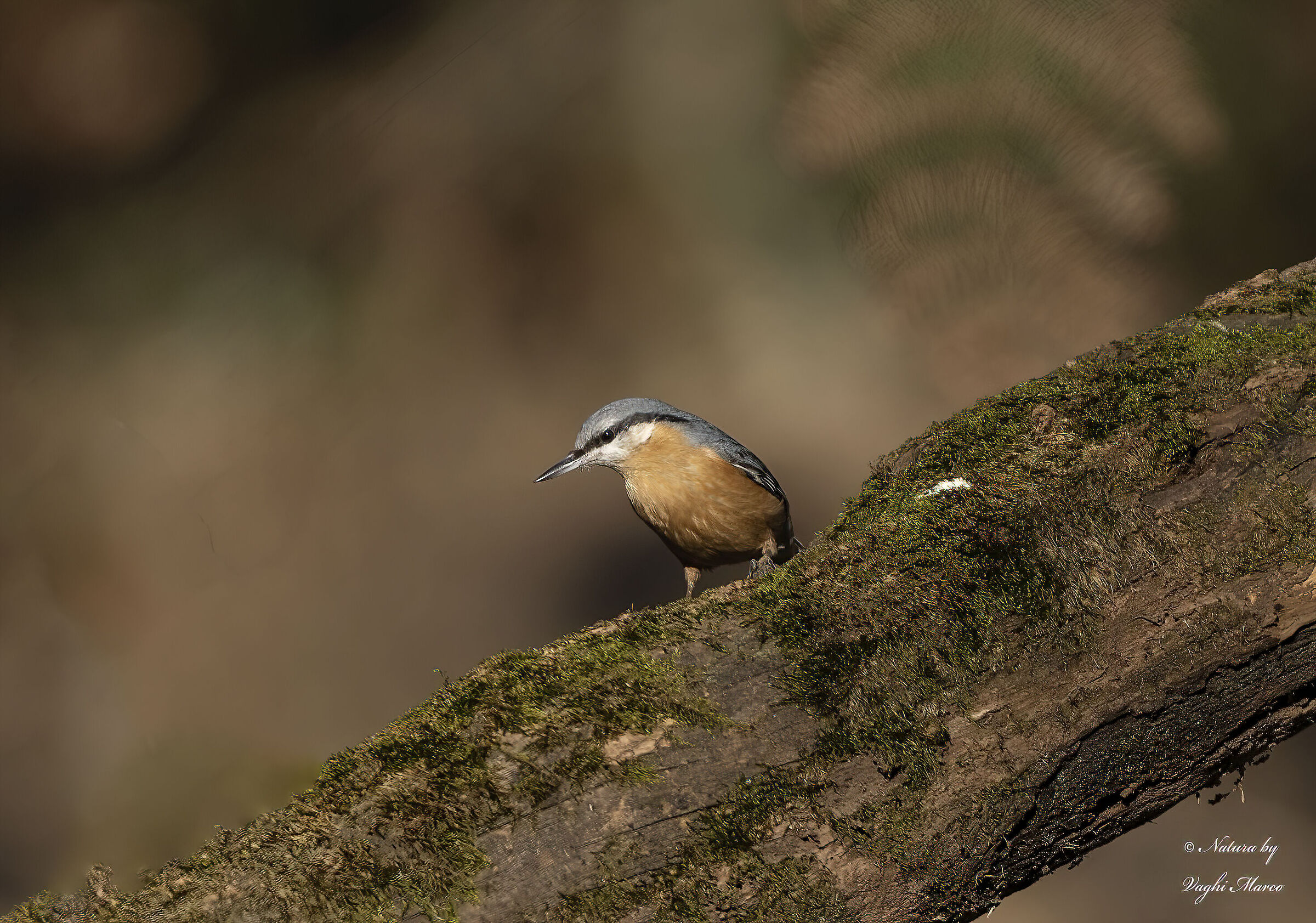 Woodpecker - Sitta europaea