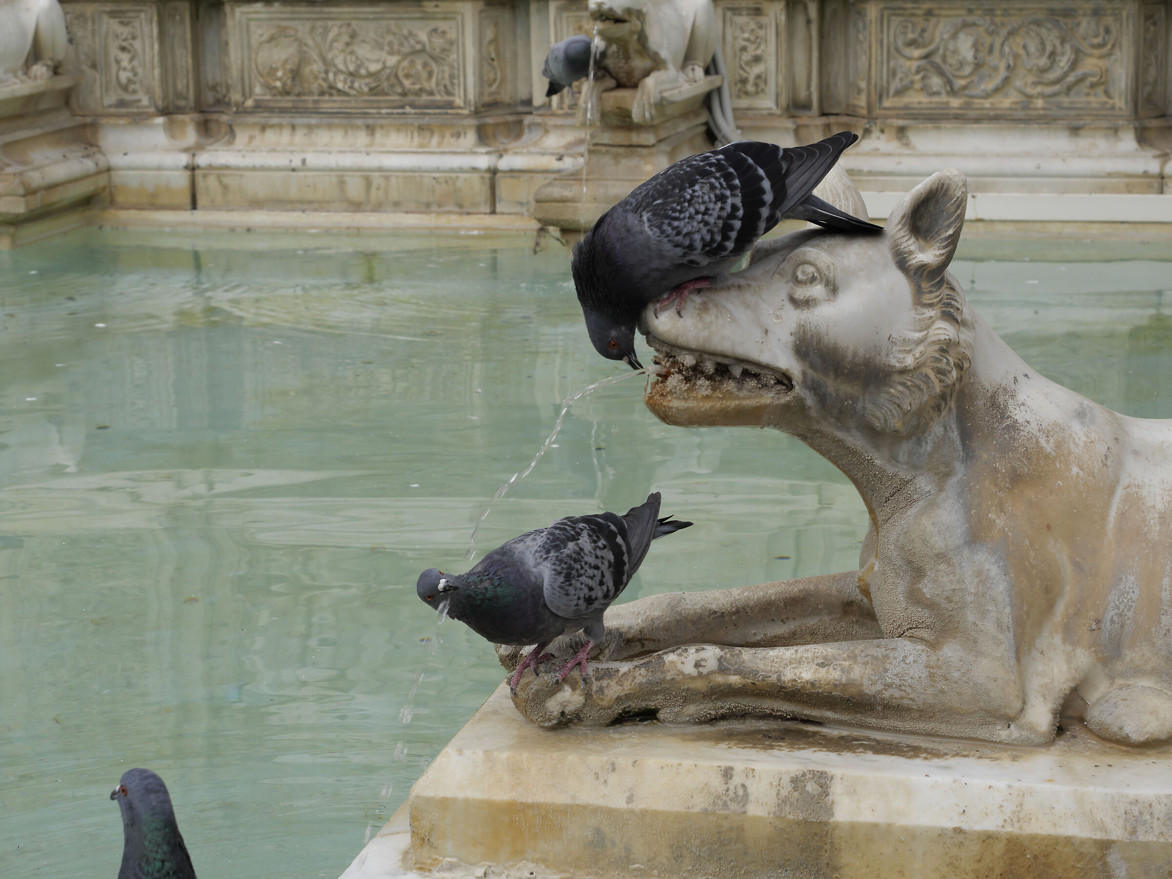 doppio attacco al lupo