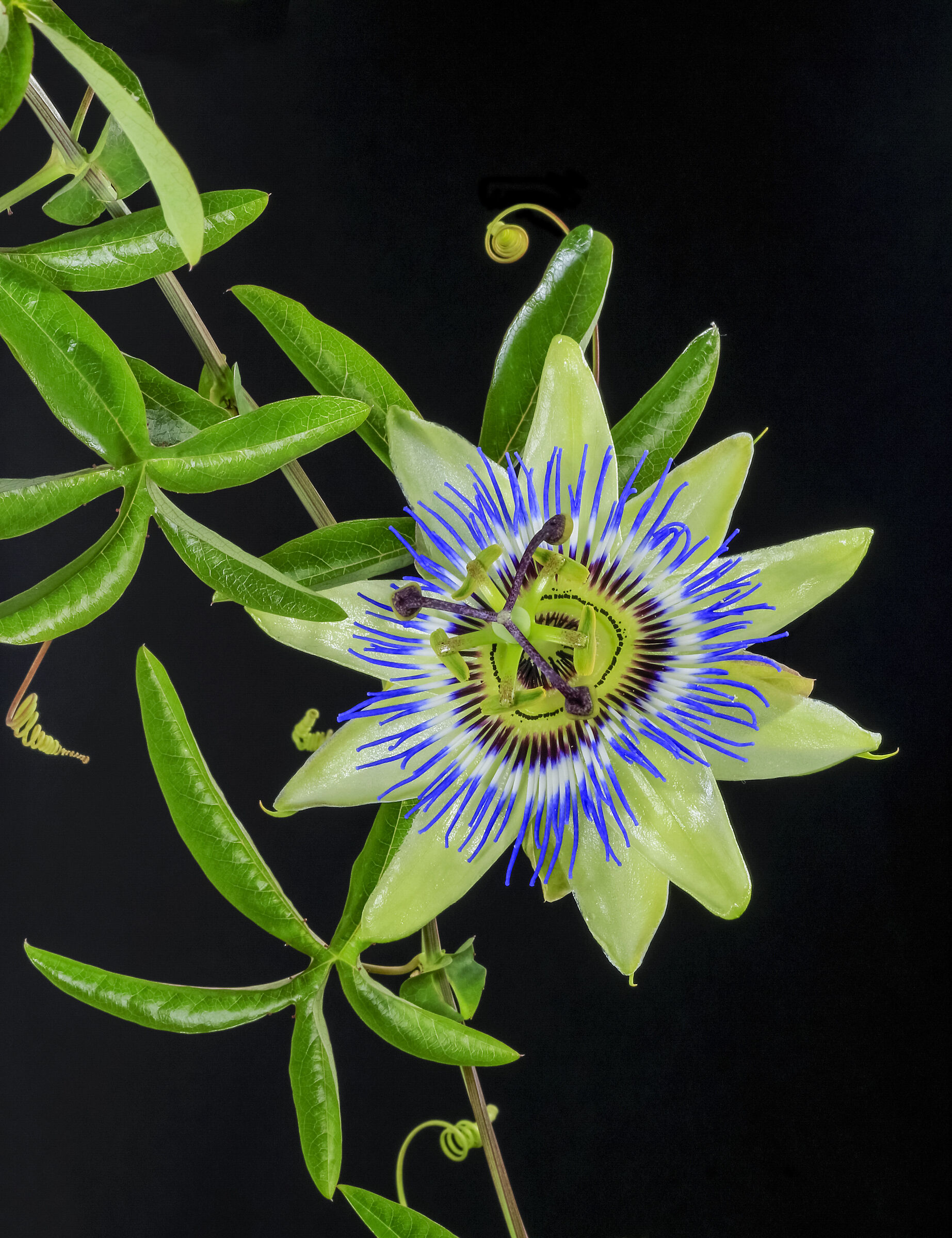Passiflora
