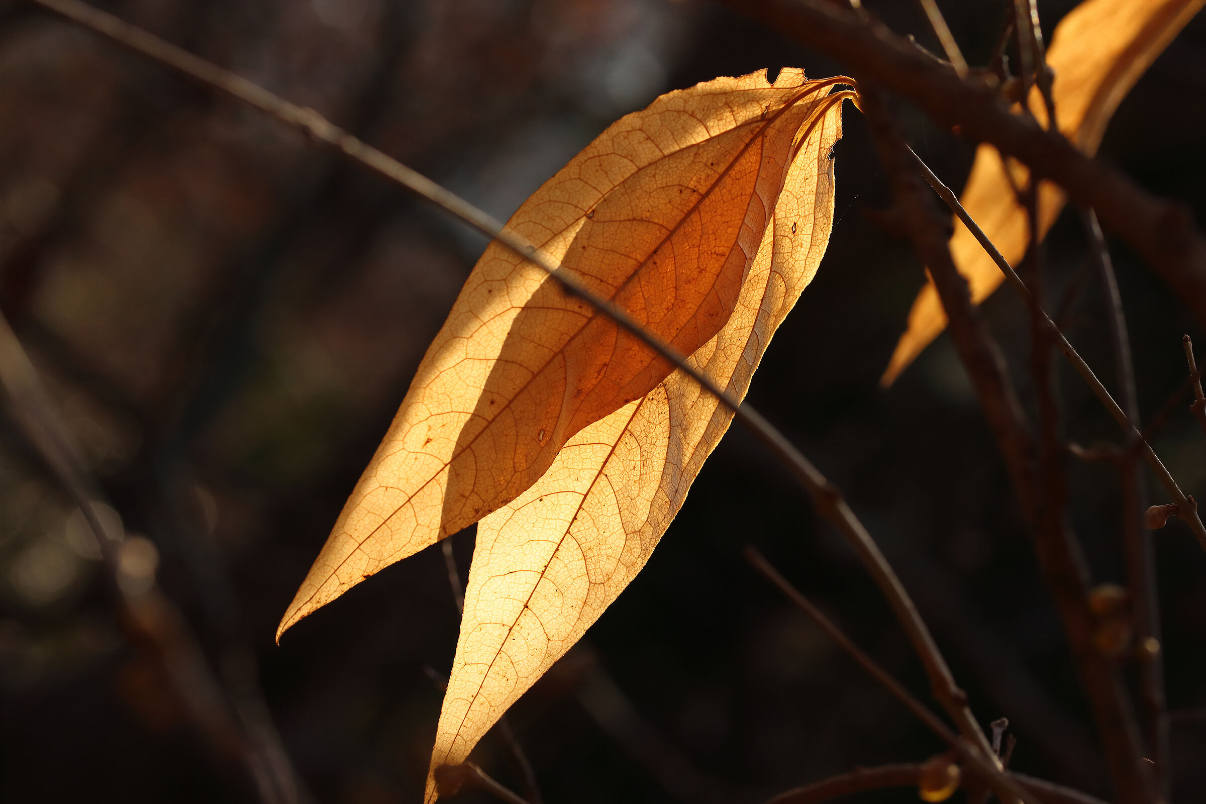 light on the calicanto