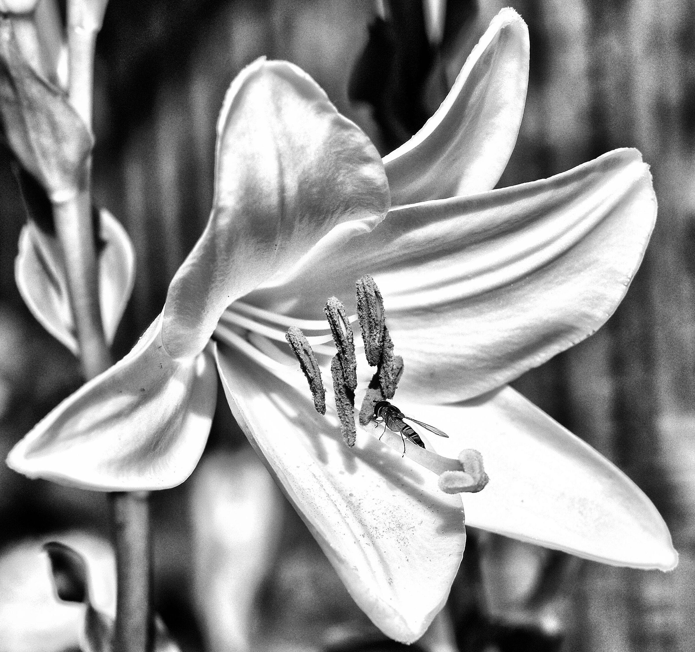 Giglio with guest B/W