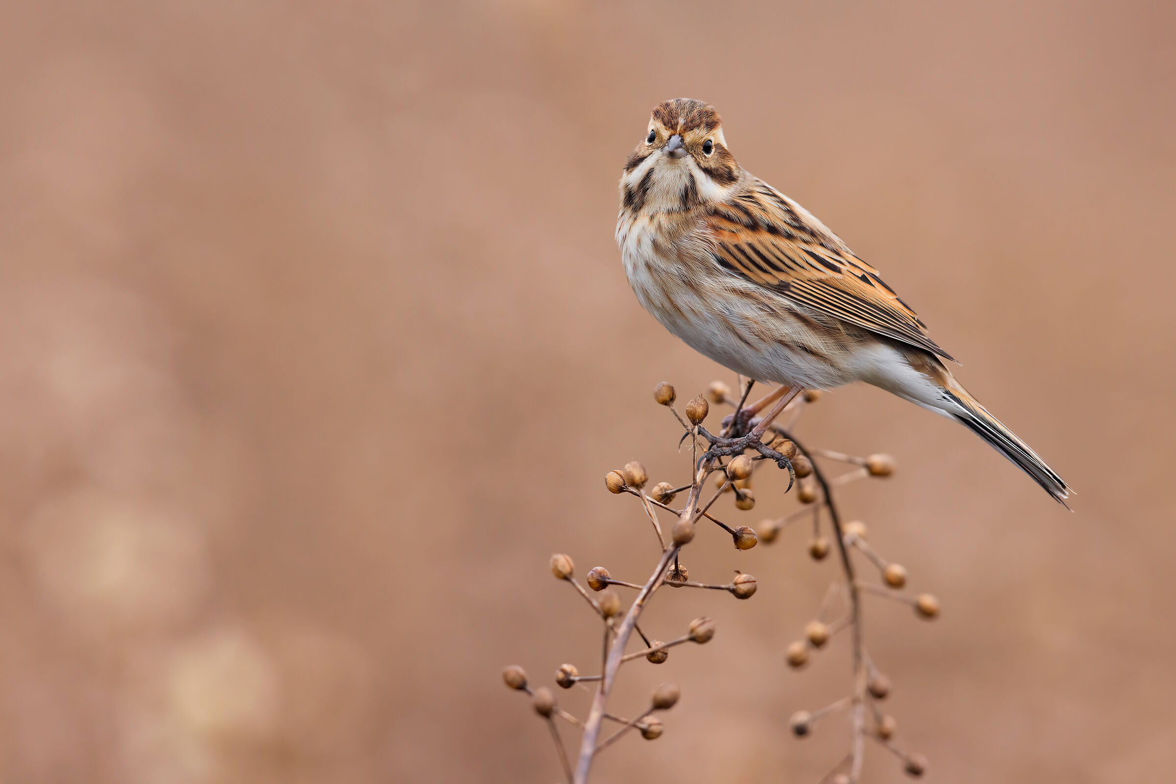 Migliarino di Palude