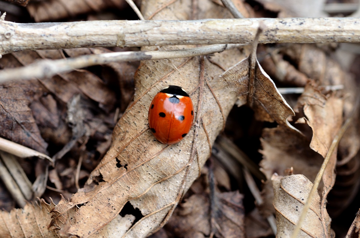Su che si mangia, non fare il pigro è pieno di insett...