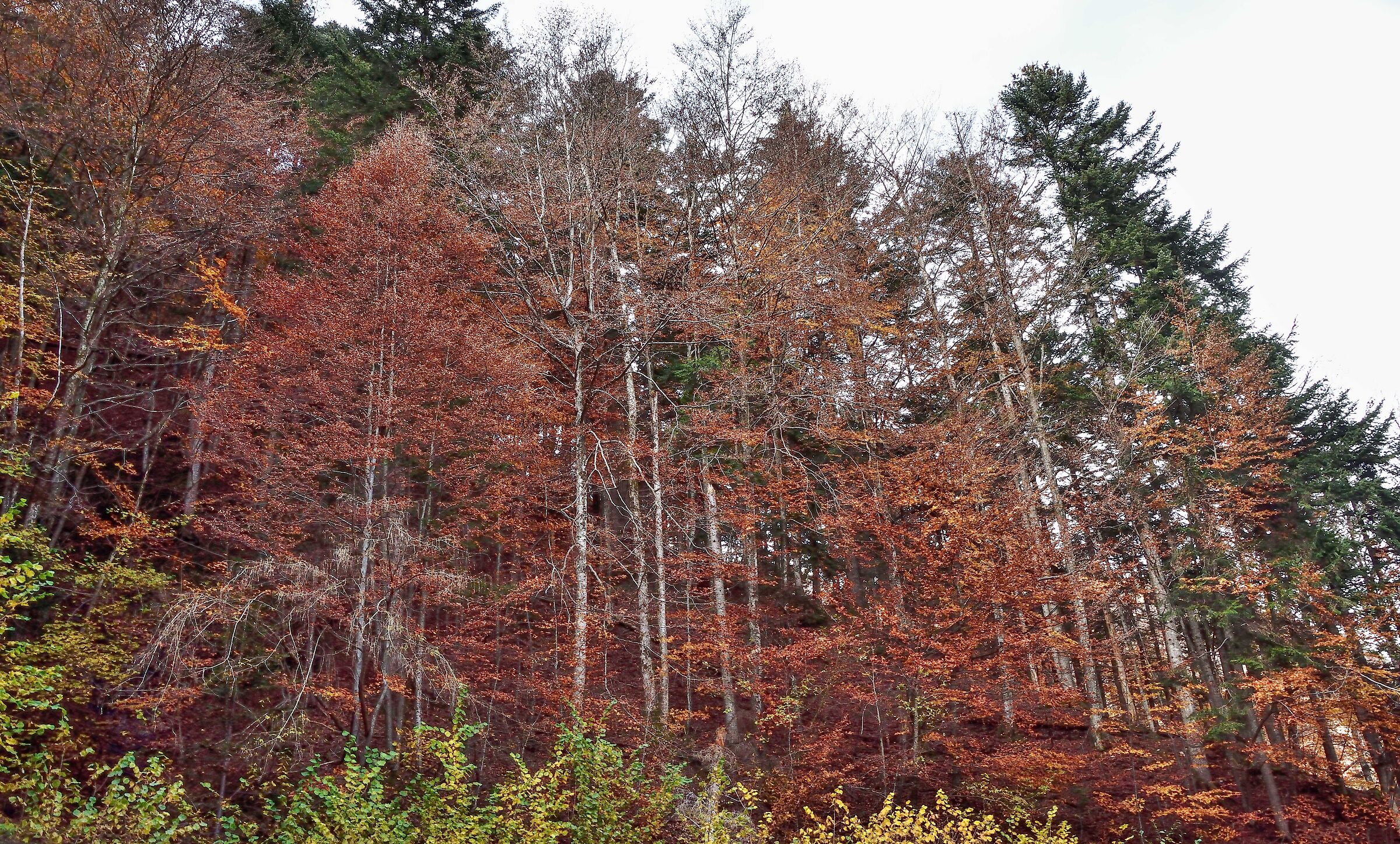autunno 2020 Val Sesia-Val Mastallone