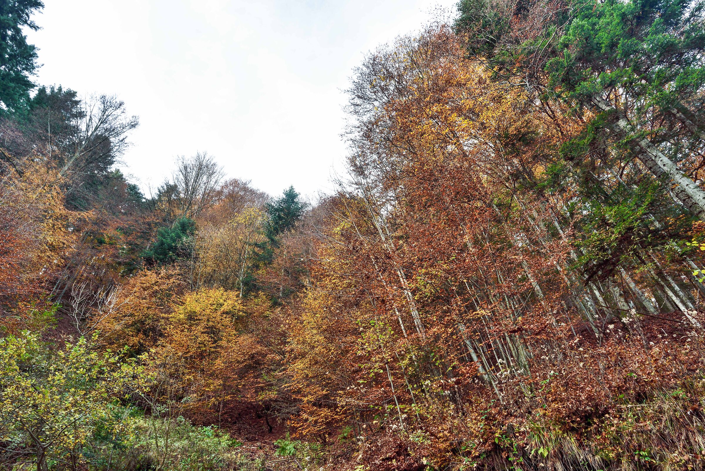 autunno 2020 Val Sesia Val Mastallone