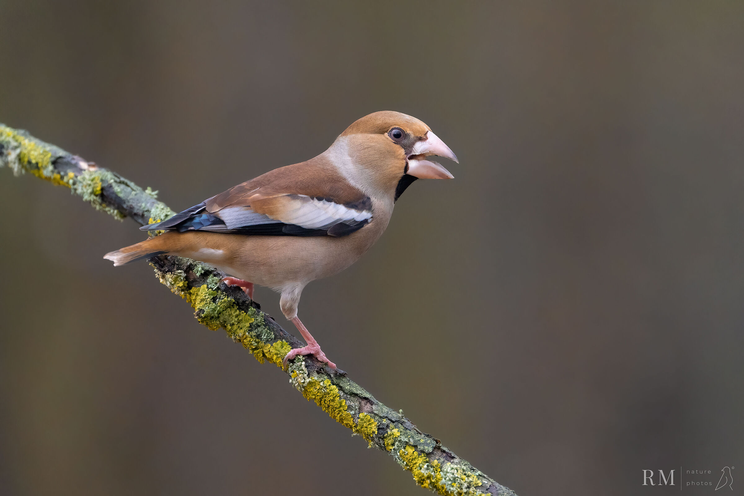 Hawfinch