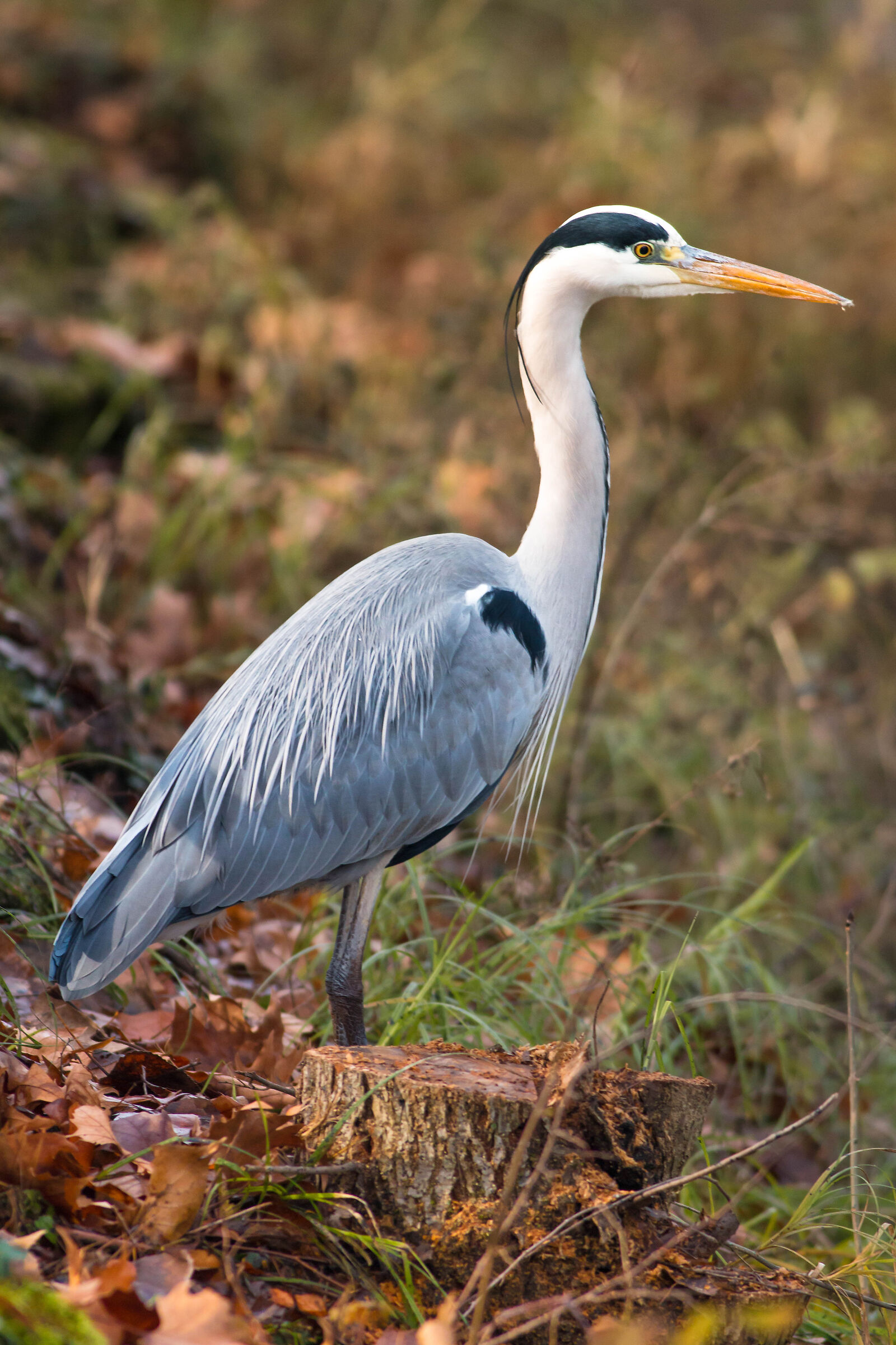 Ardea cinerea L.