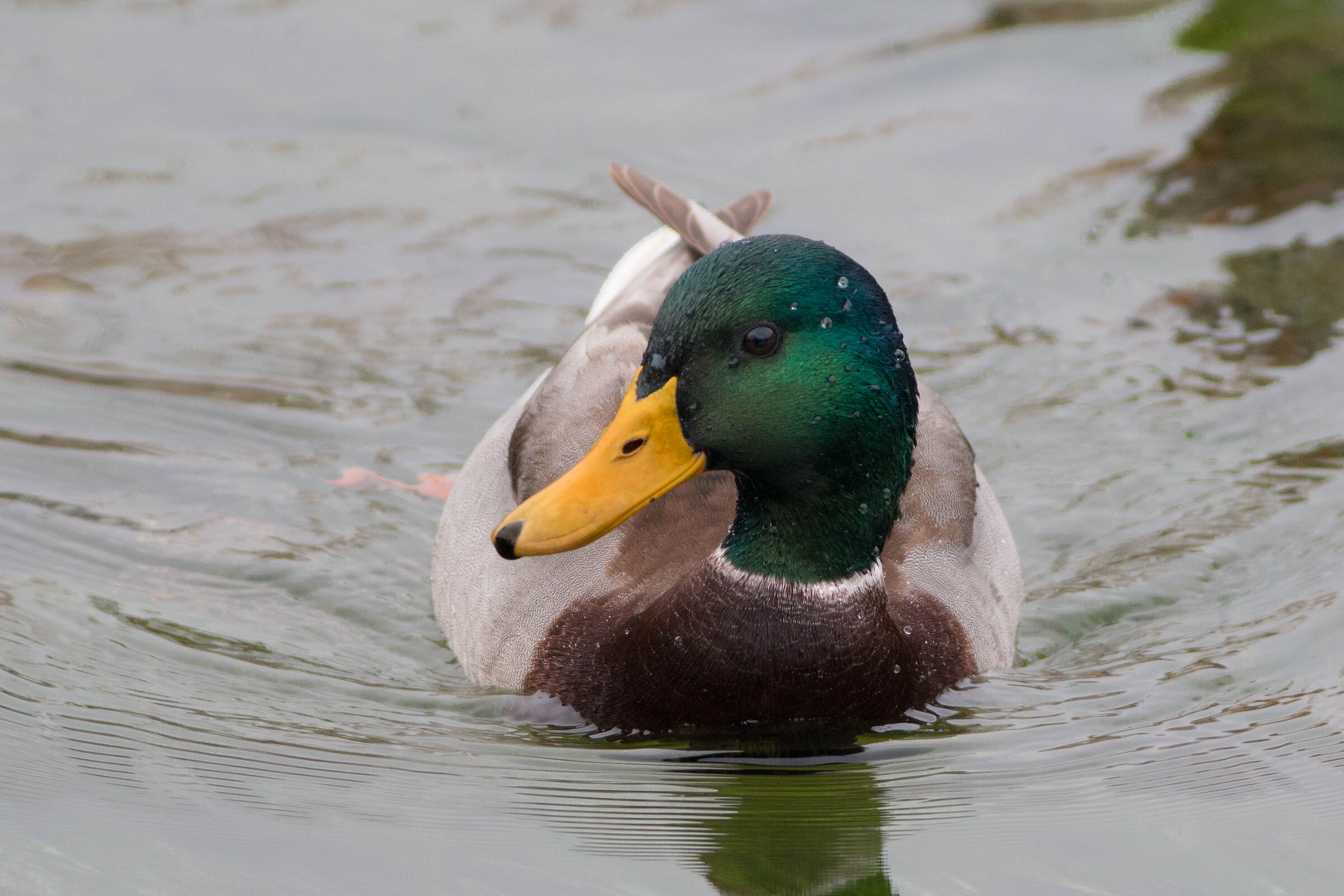 Anas platyrhyncos L.