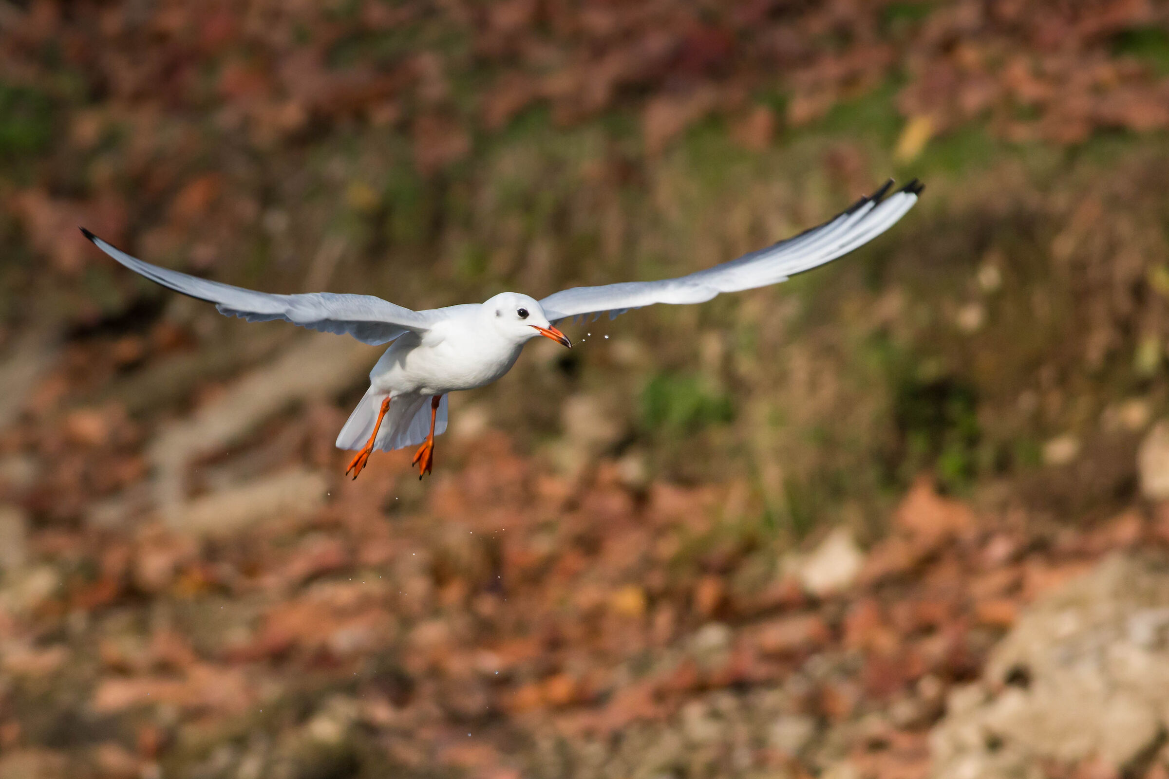Larus ridibundus L.