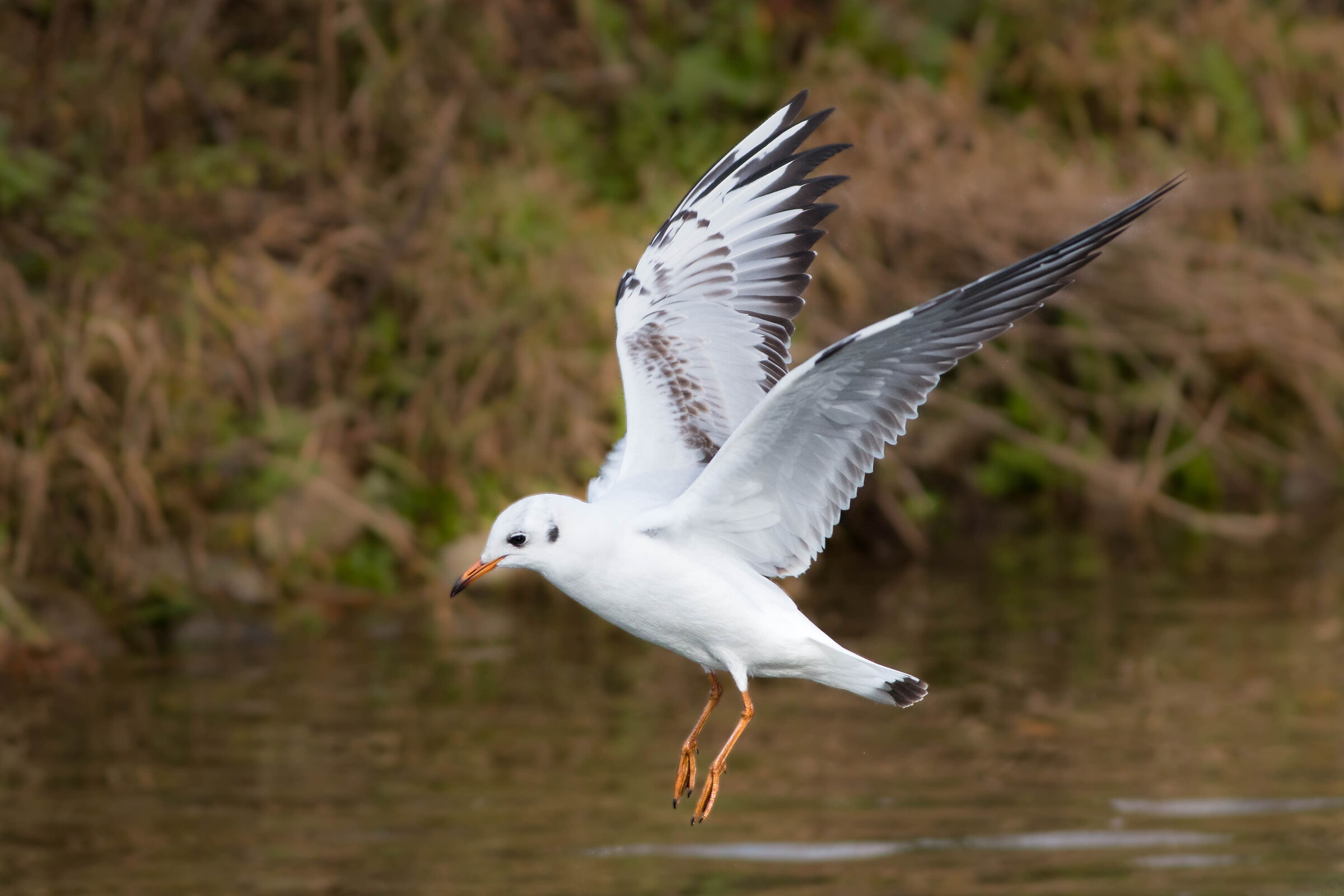 Larus ridibundus L.