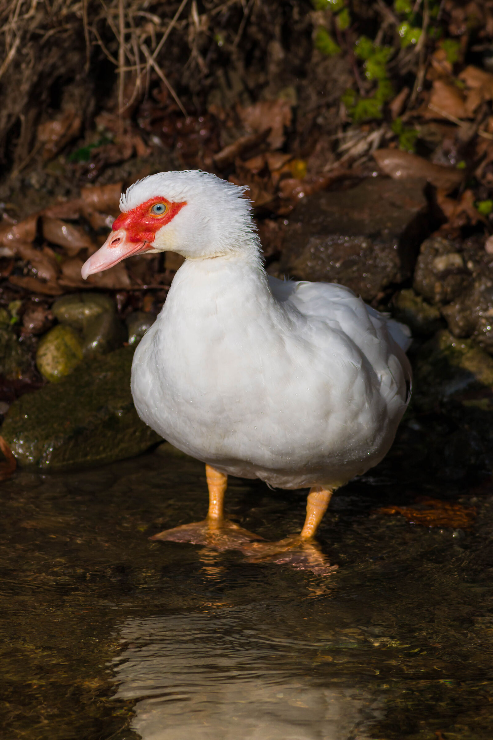 Cairina moschata L.