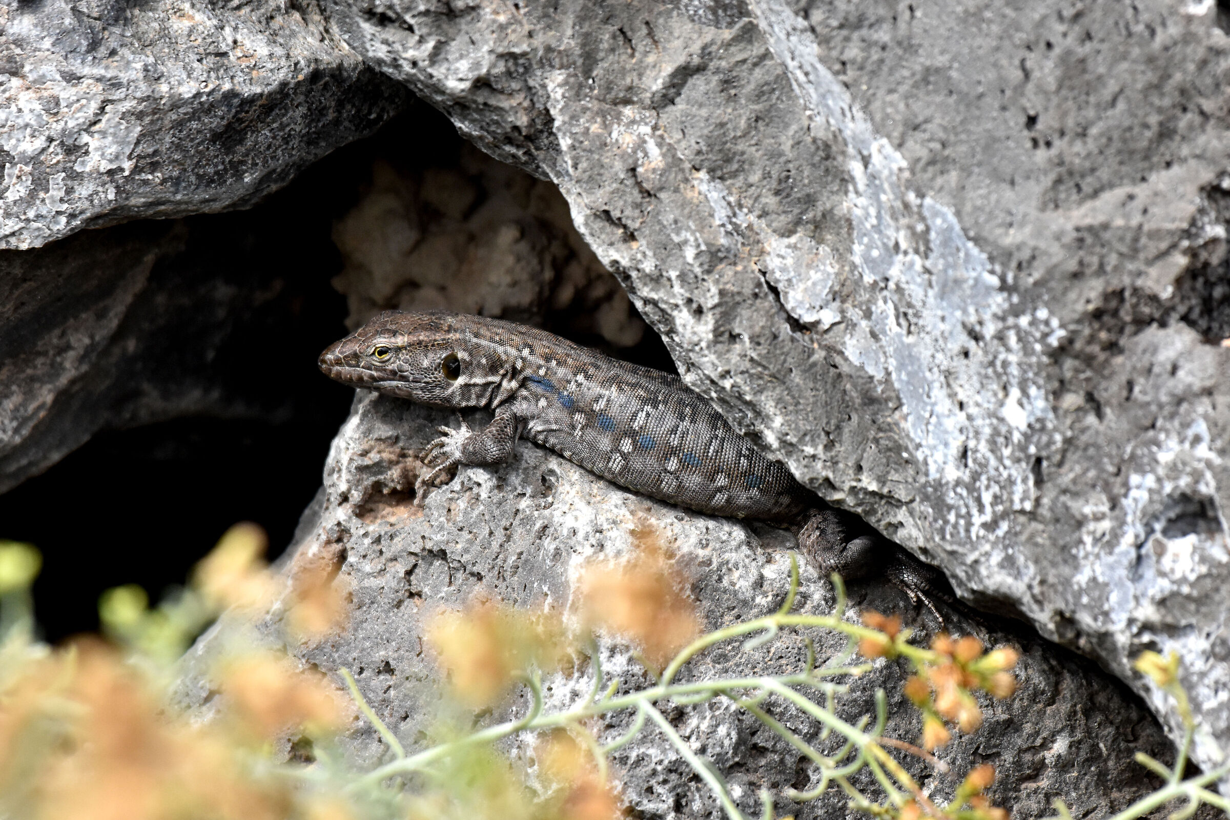 Gallotia galloti a Tenerife