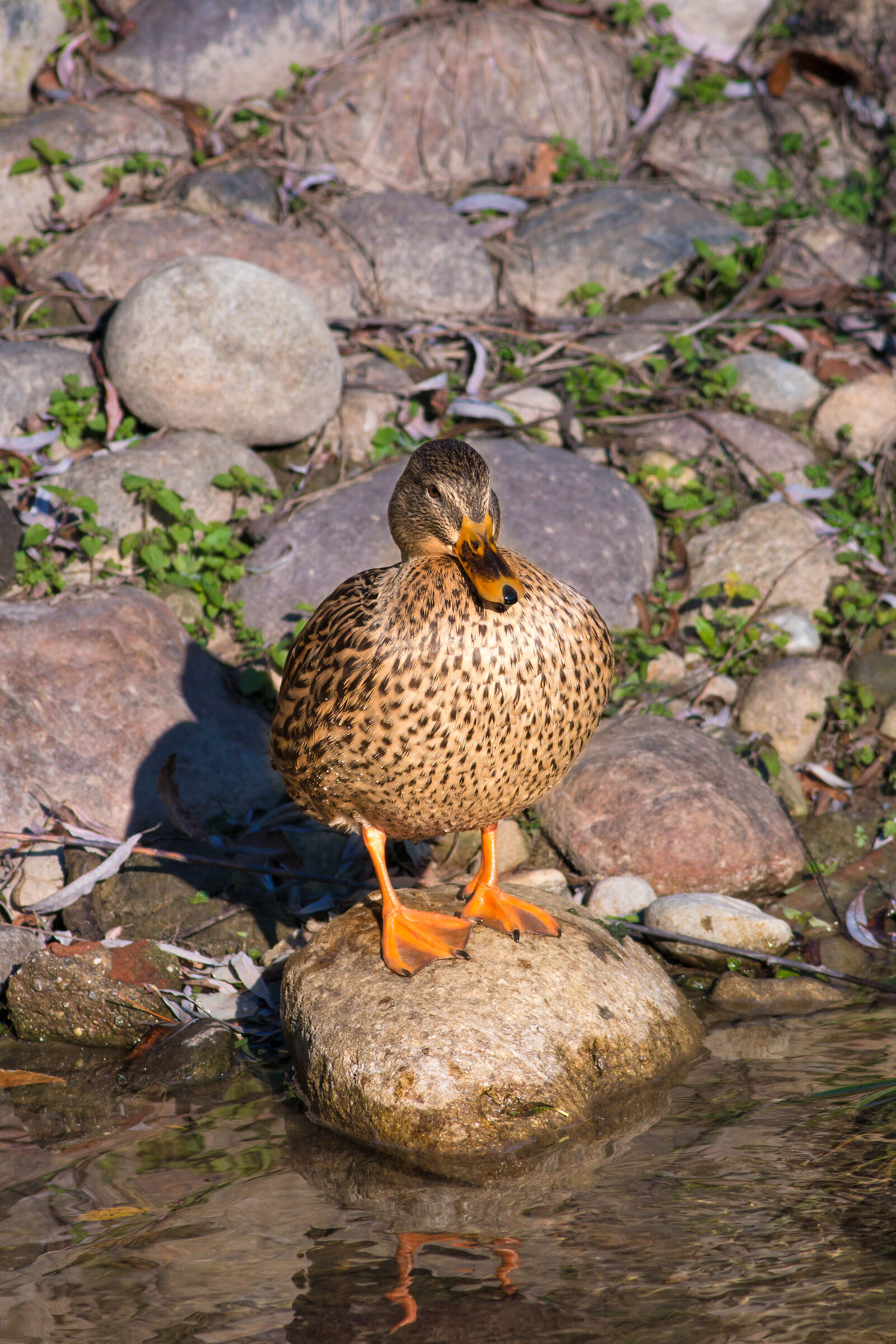 Anas platyrhyncos L.(Female)