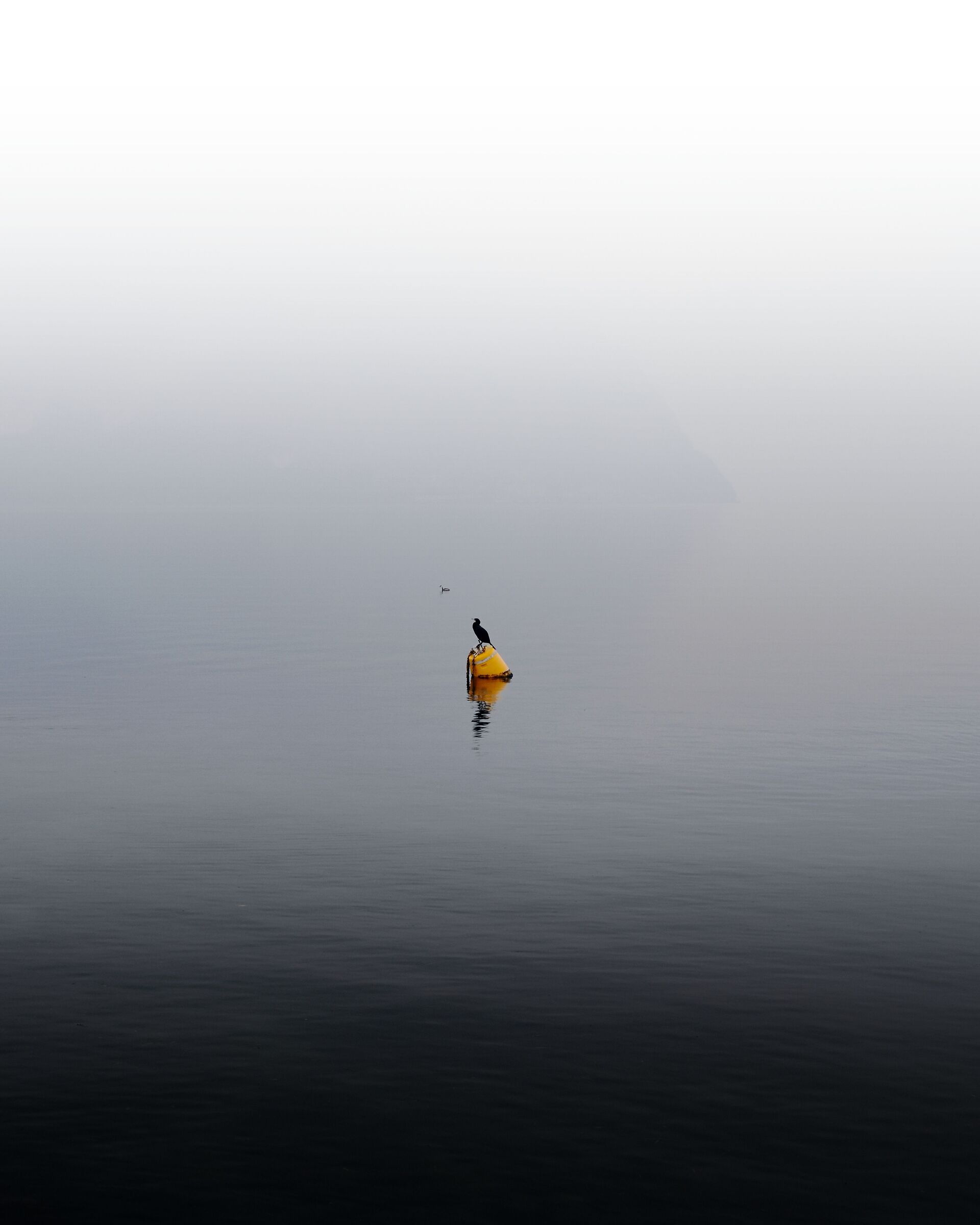 Phalacrocorax carbo nella nebbia