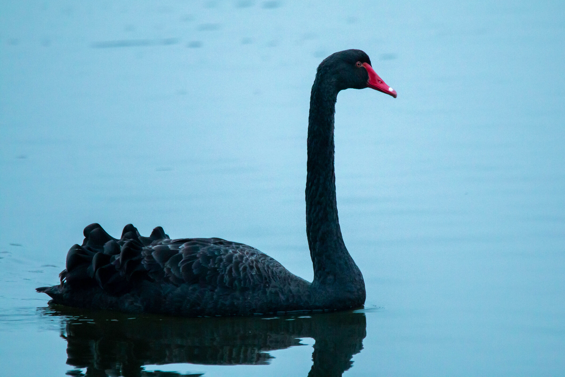 Cigno nero