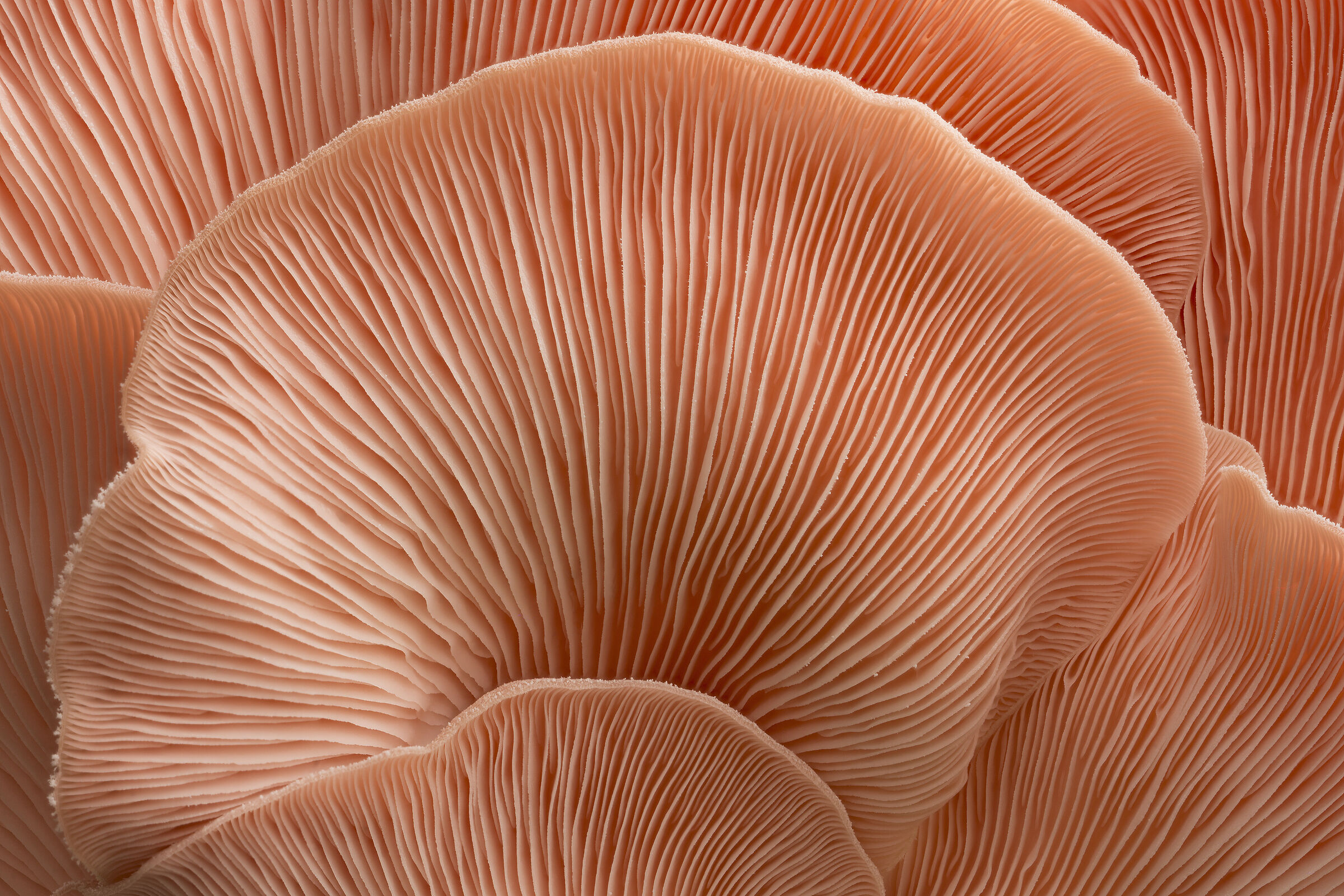 Orange Mock Oyster