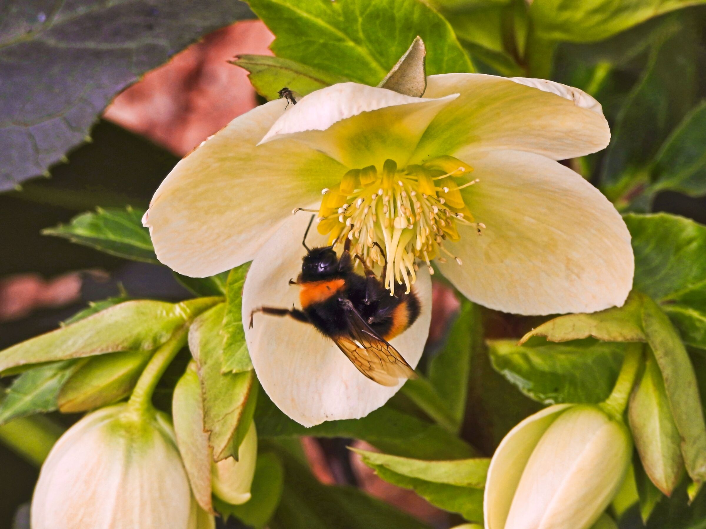 Il bombo e l'elleboro