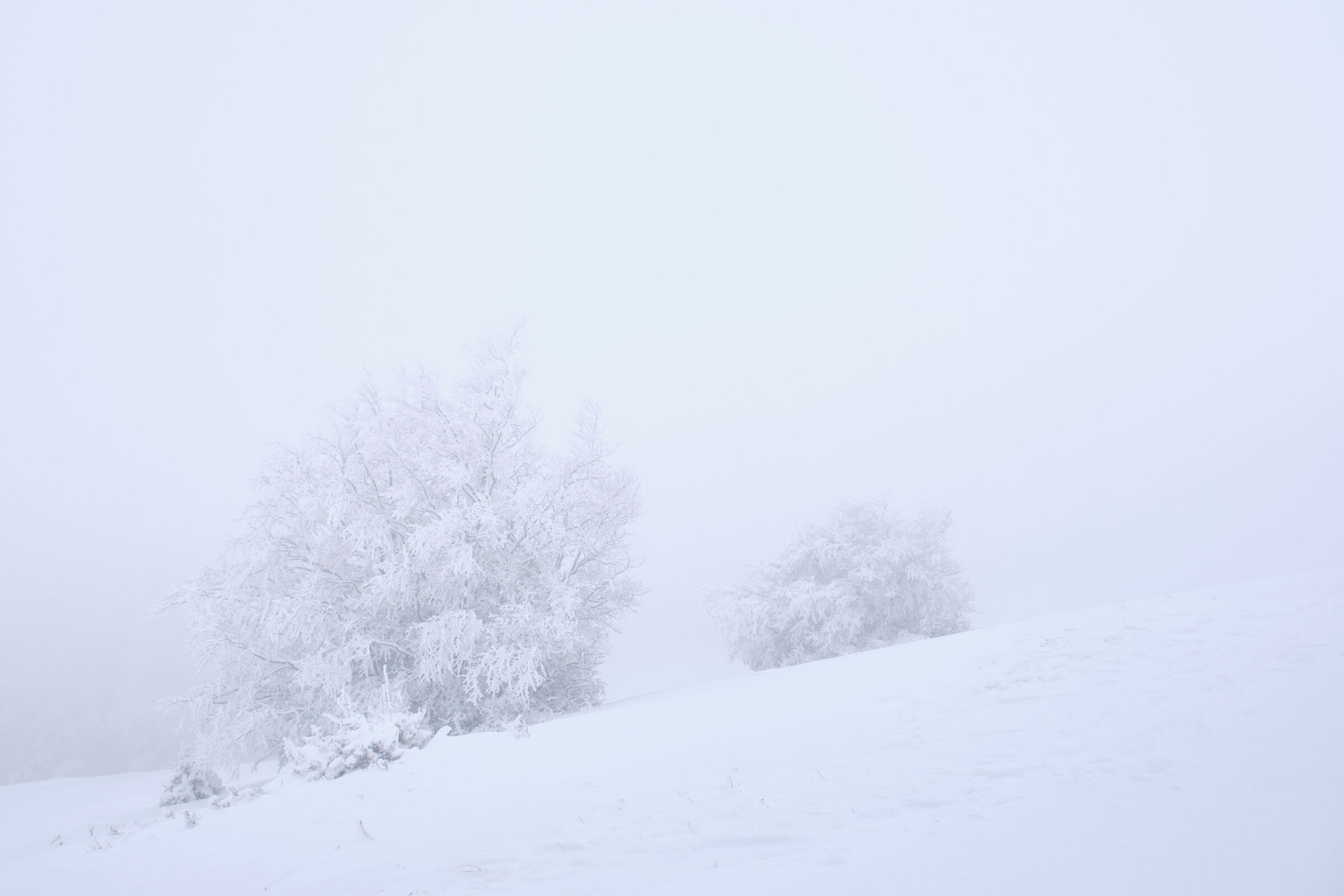 minimal trees