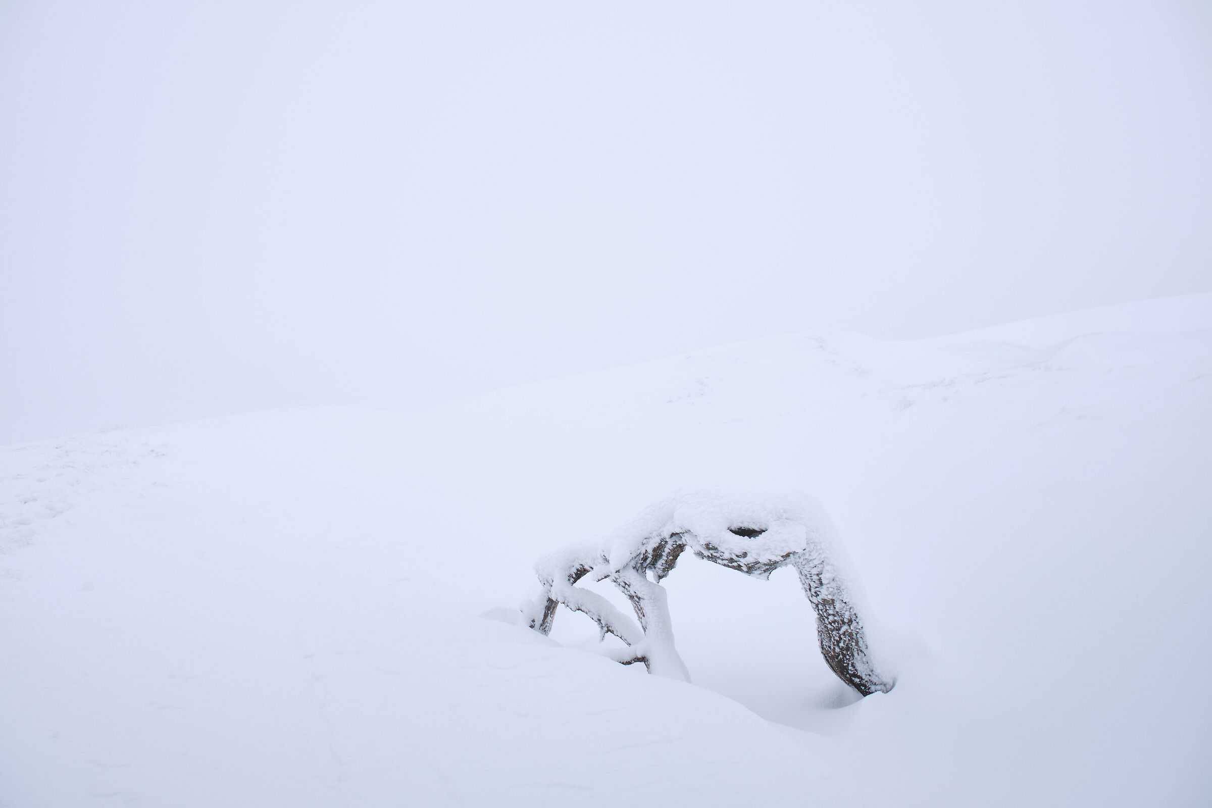alone in the white