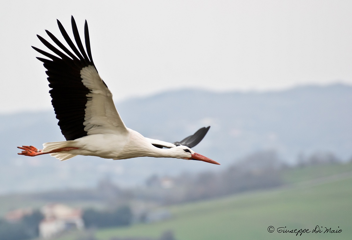 Il volo della cicogna..