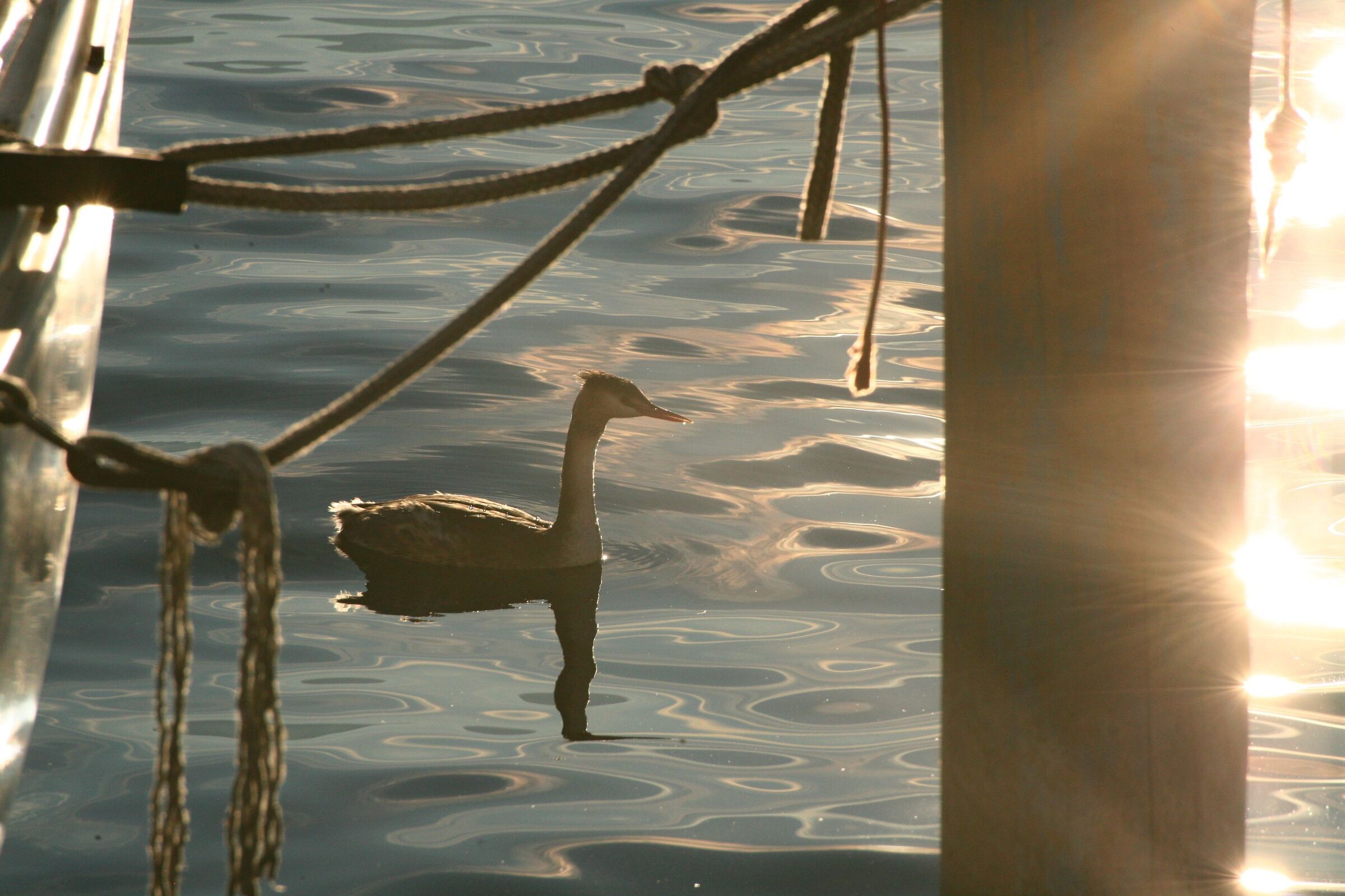The nymph of the lake