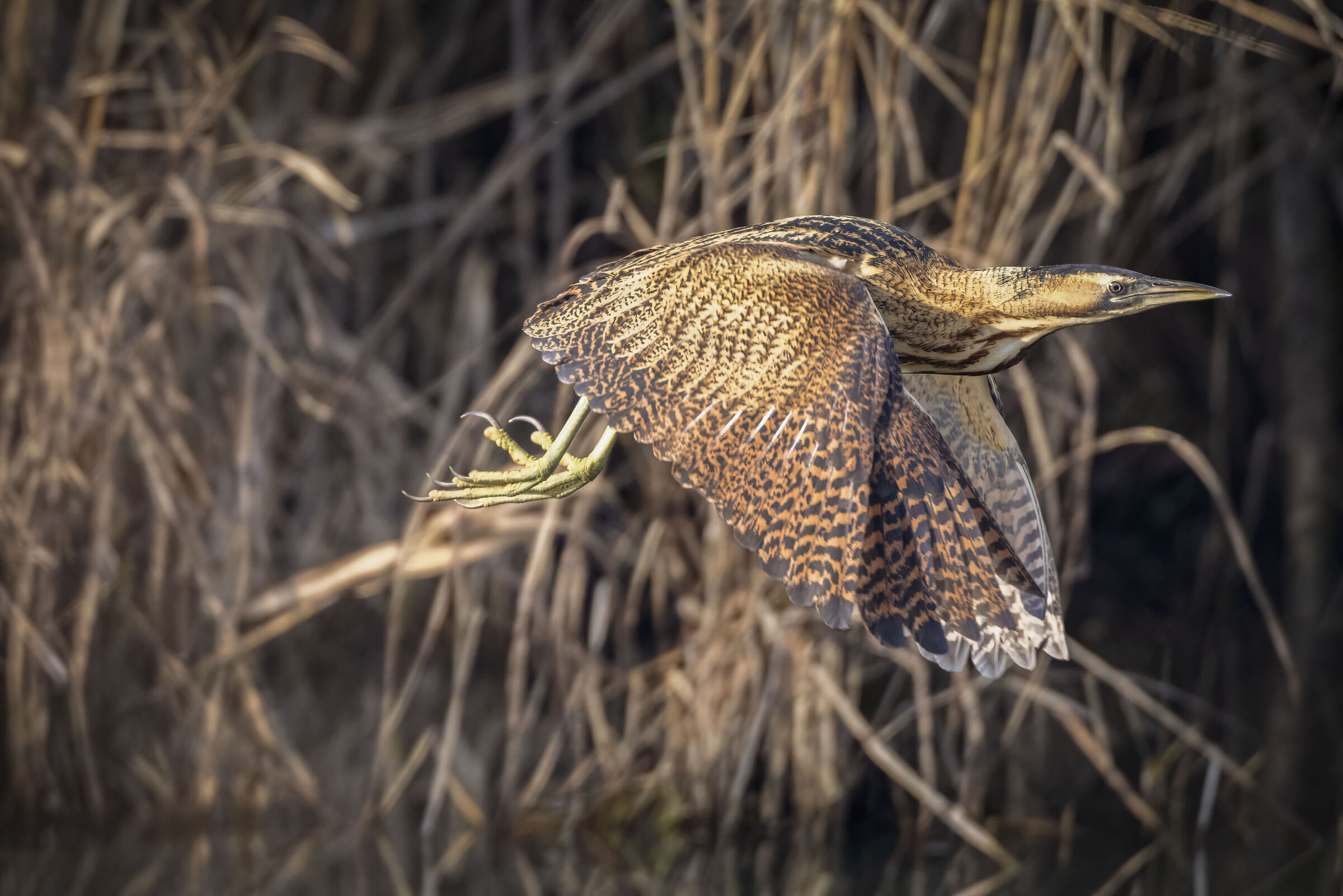 Bittern