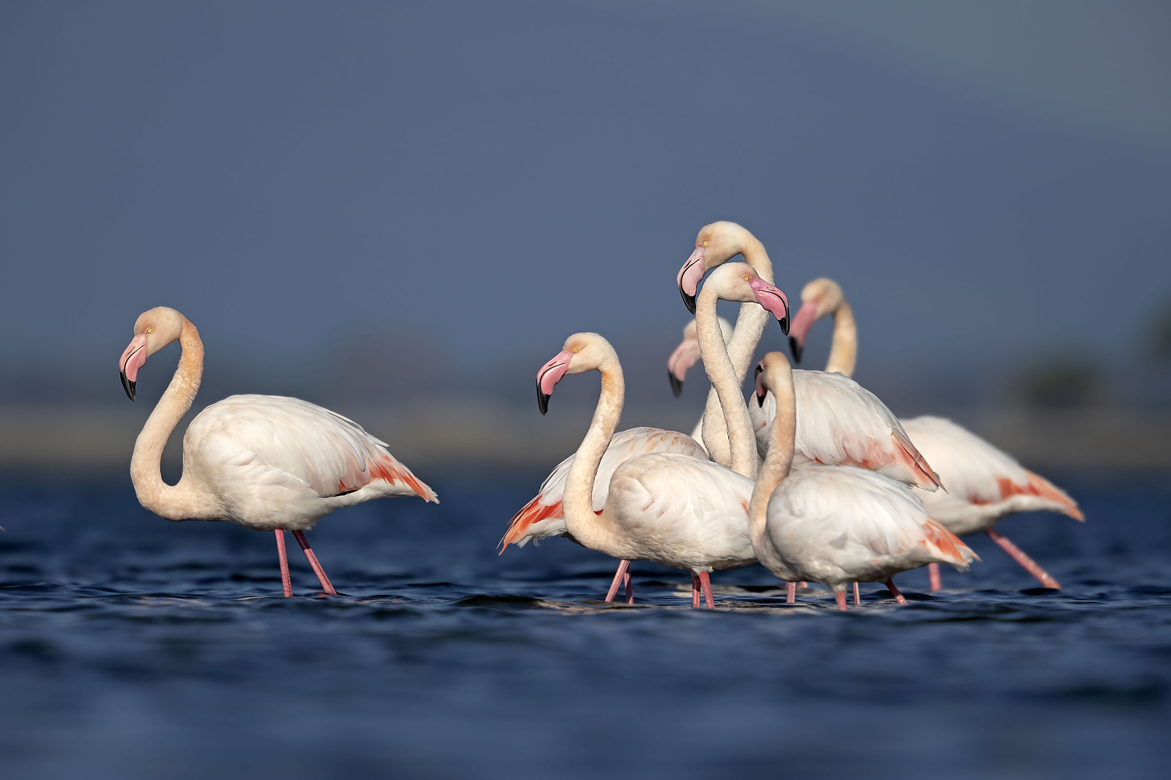 Fenicotteri Rosa