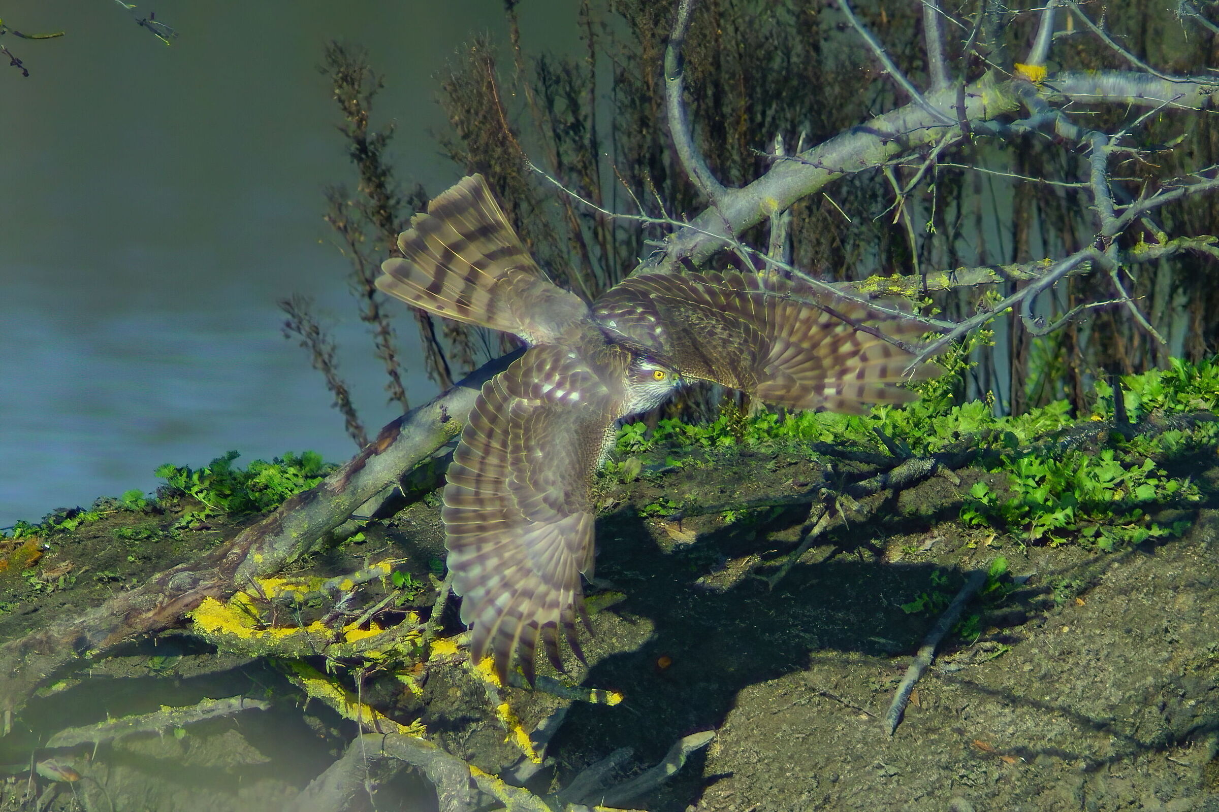 Sparviere al decollo