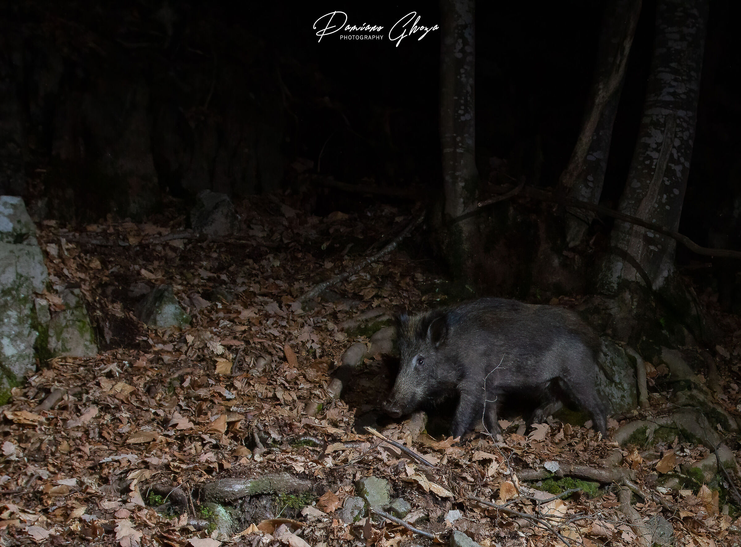 Il giorno ha occhi. La notte ha orecchie