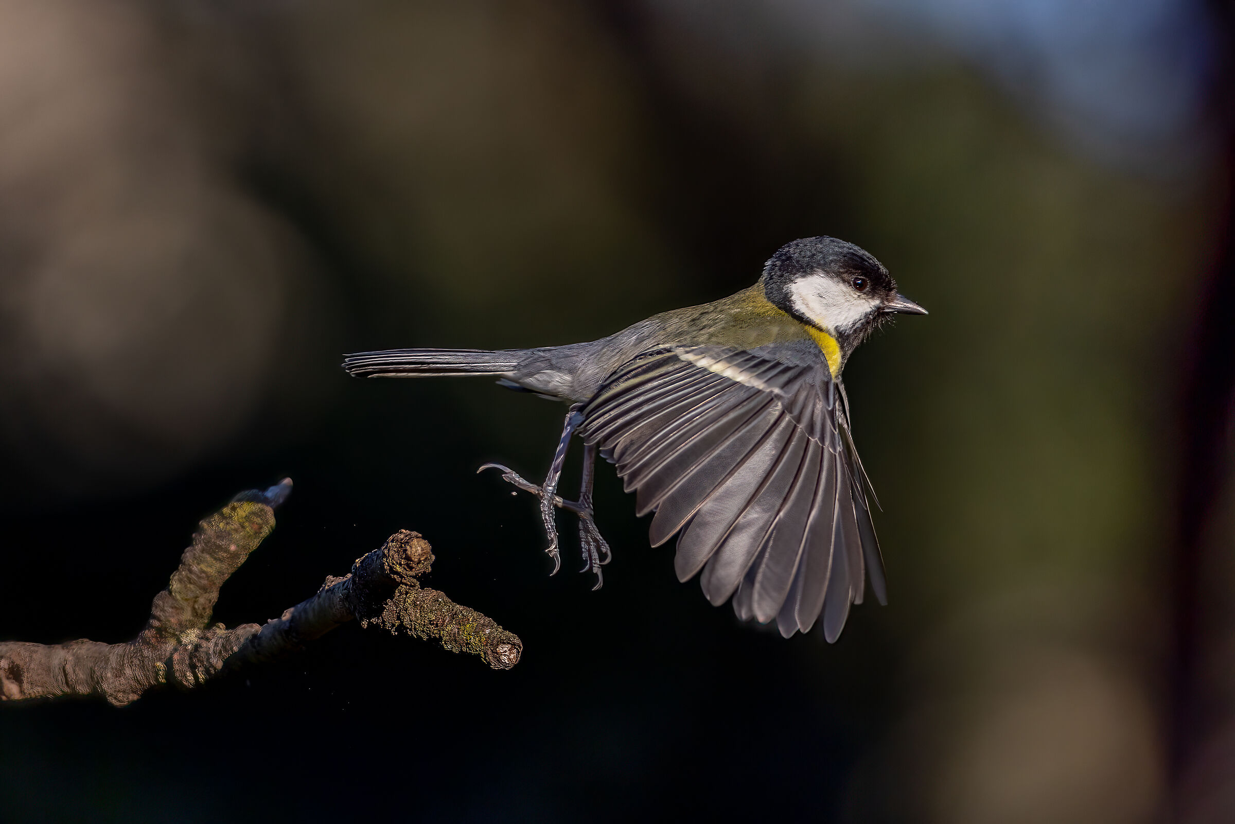 Il Salto della Cinciallegra