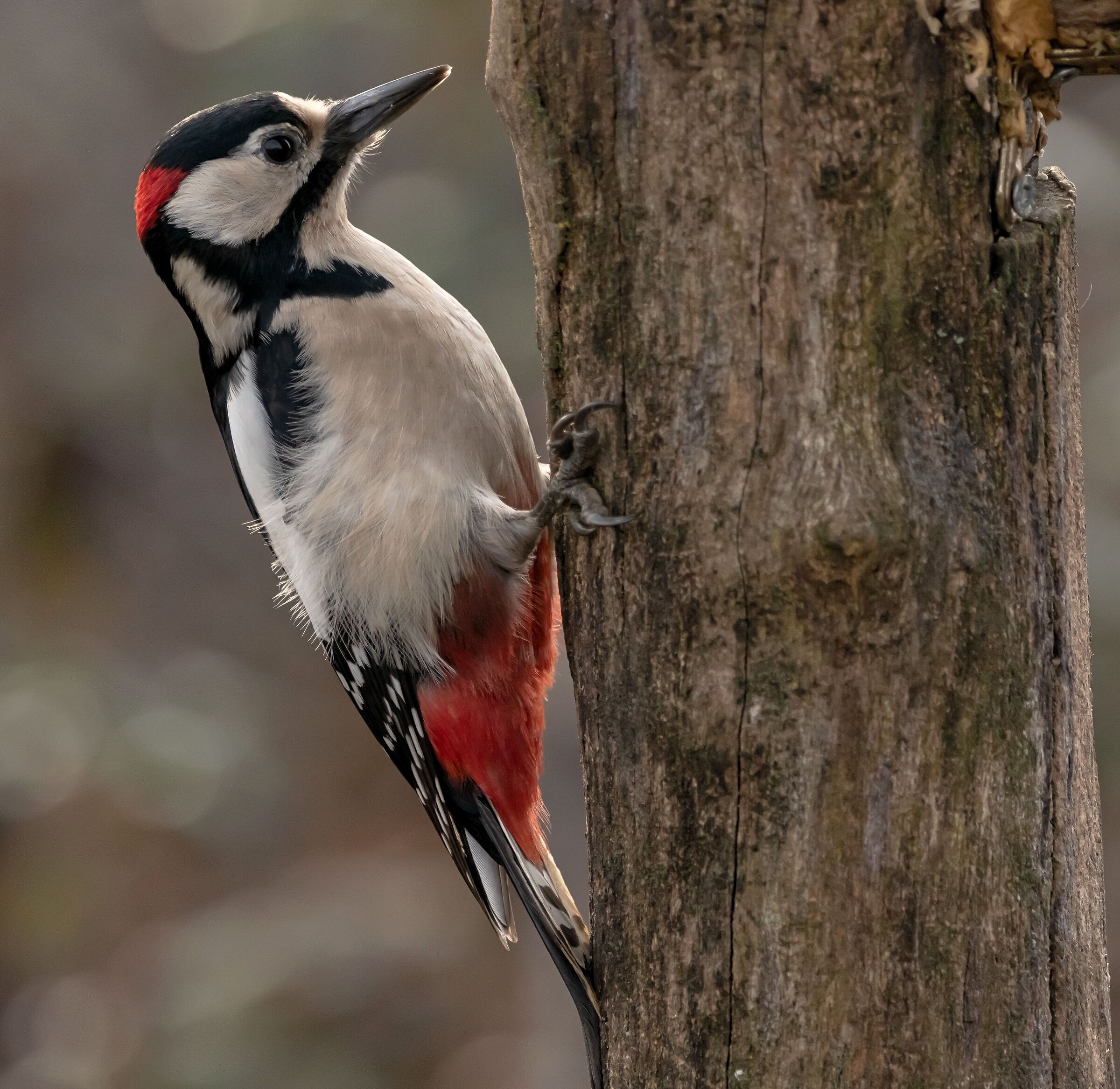 Picchio Rosso Maggiore male Oasi Lipu 2/01/2021