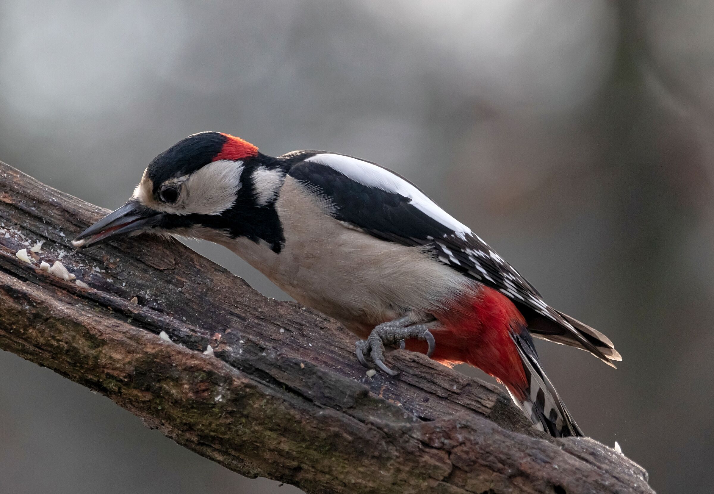 Picchio Rosso Maggiore male Oasi Lipu 2/01/2021