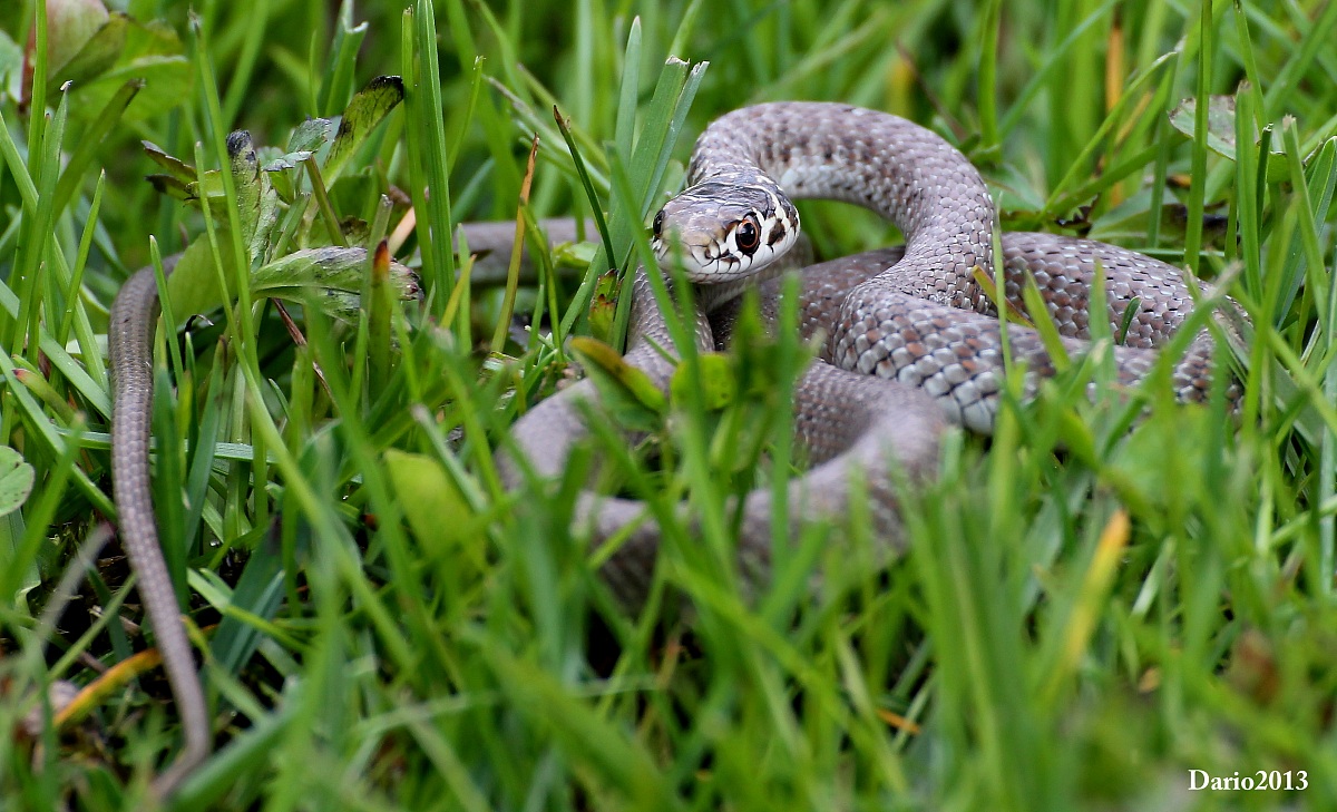 Hierophis viridiflavus 1