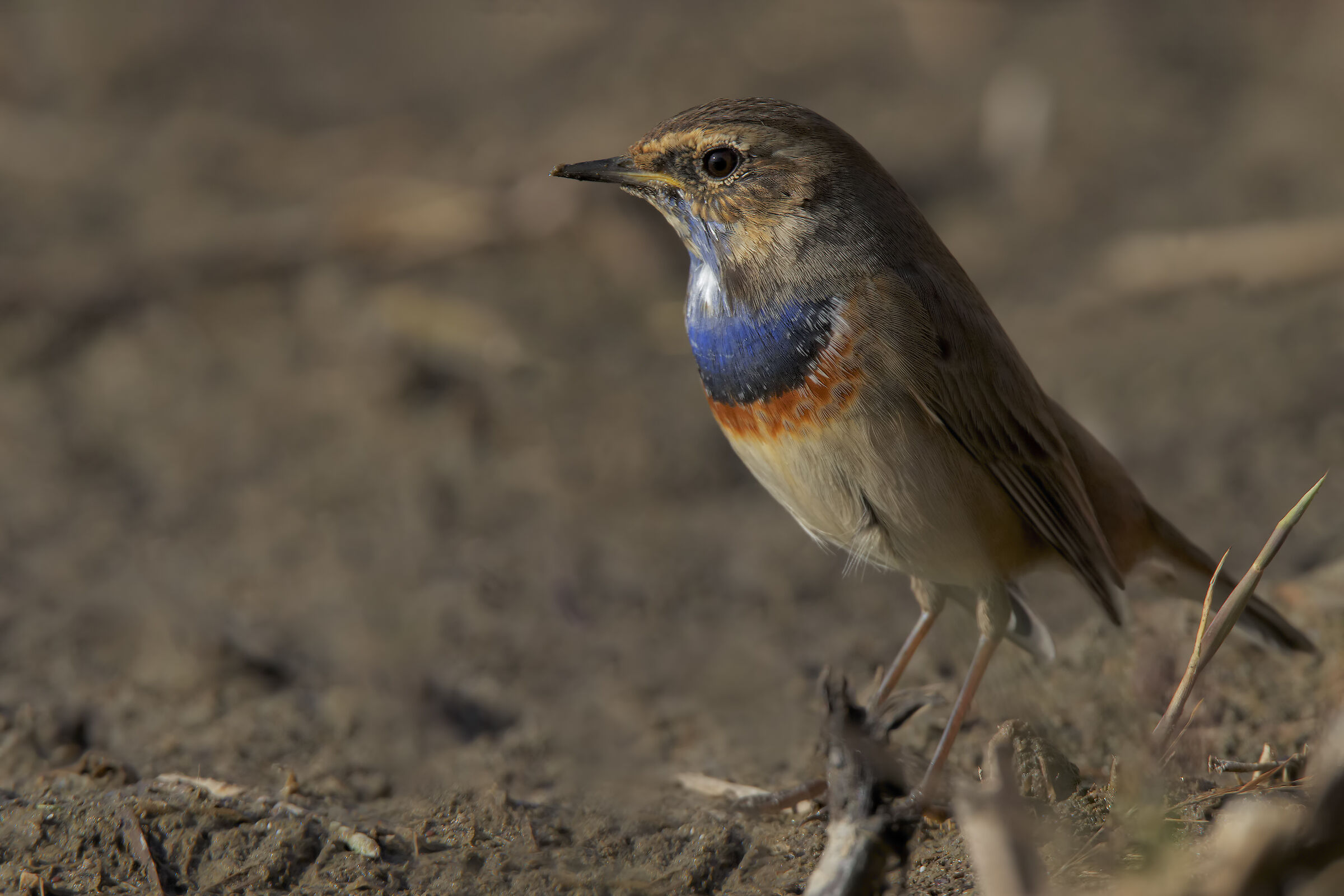 Bluethroat