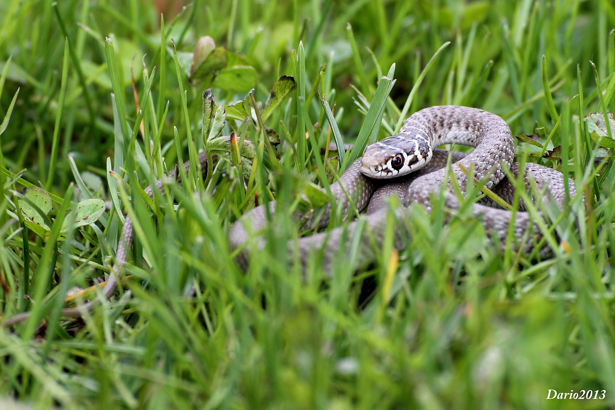 Hierophis viridiflavus 2