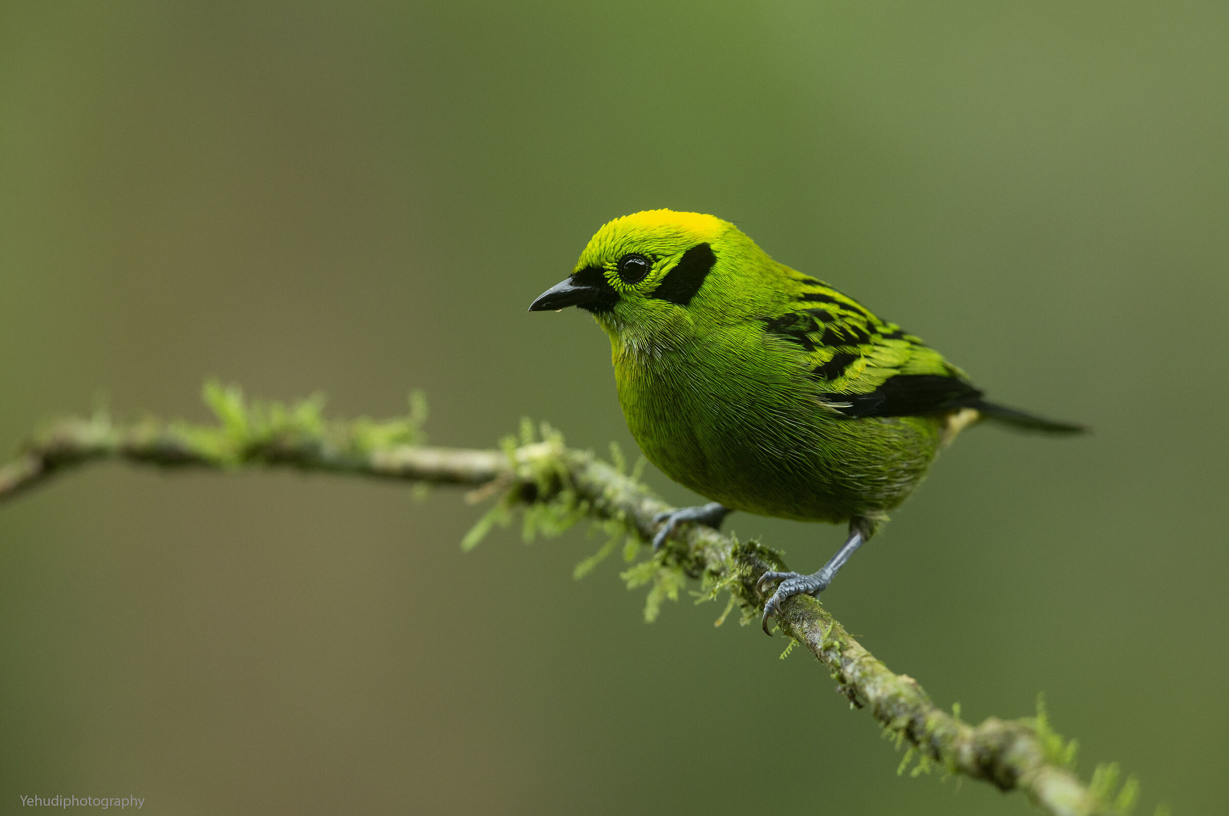 Tanager smeraldo