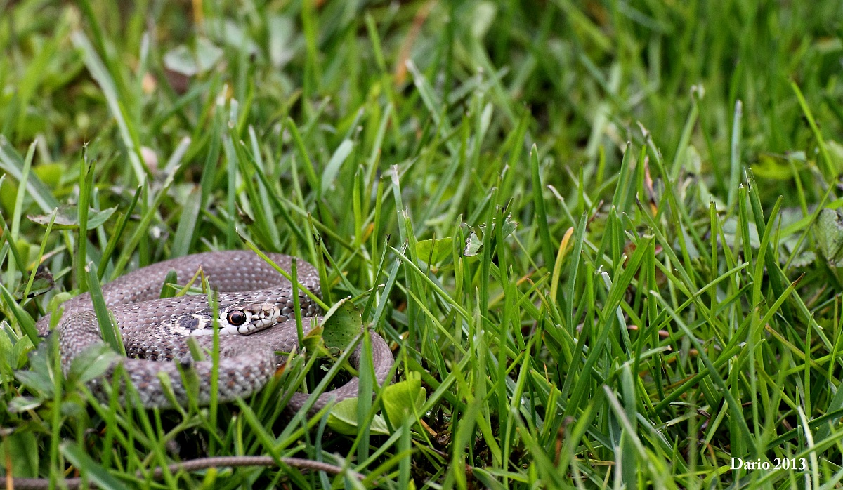 Hierophis viridiflavus 3