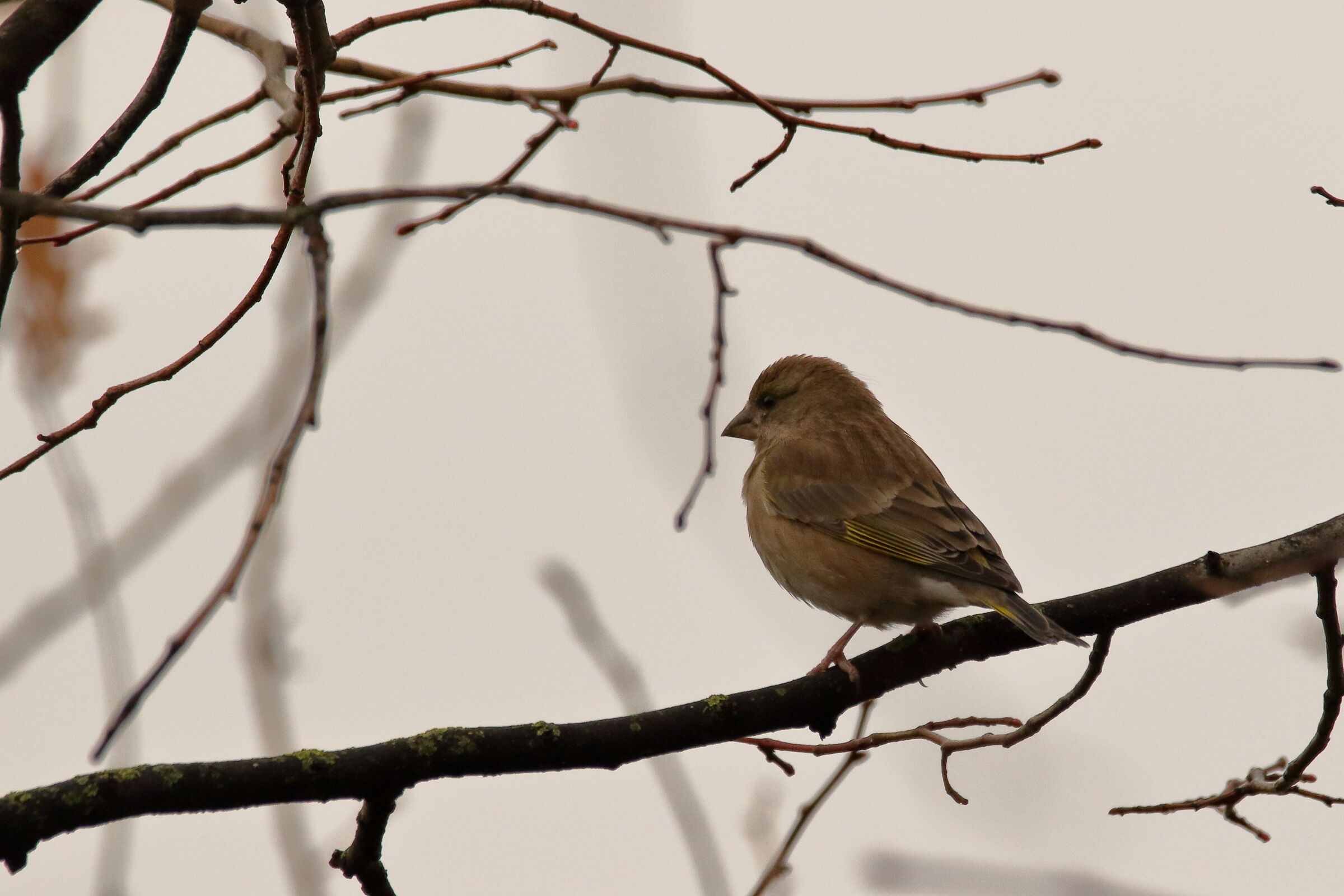 female chaffinch?