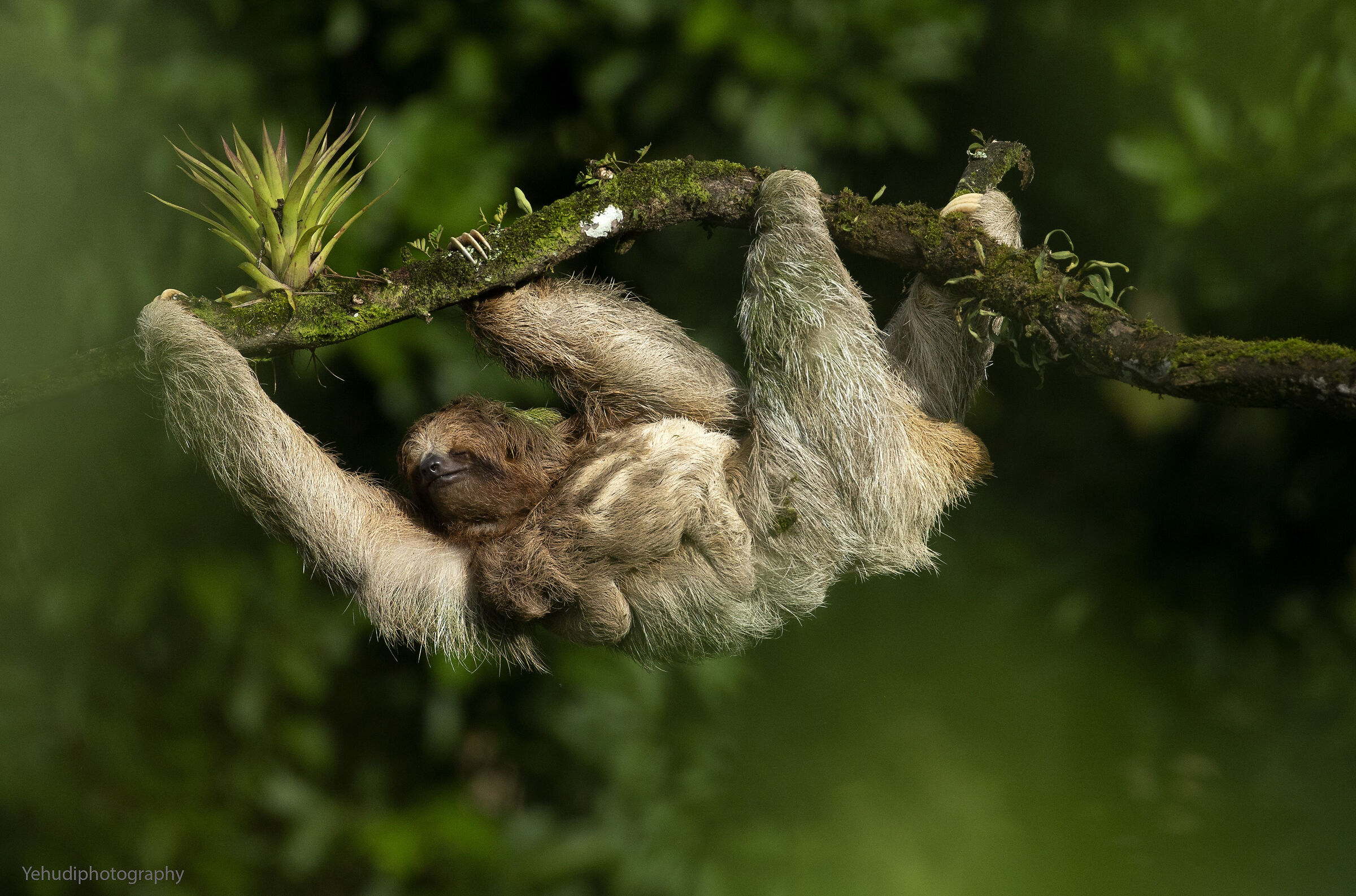 Mom and baby sloth