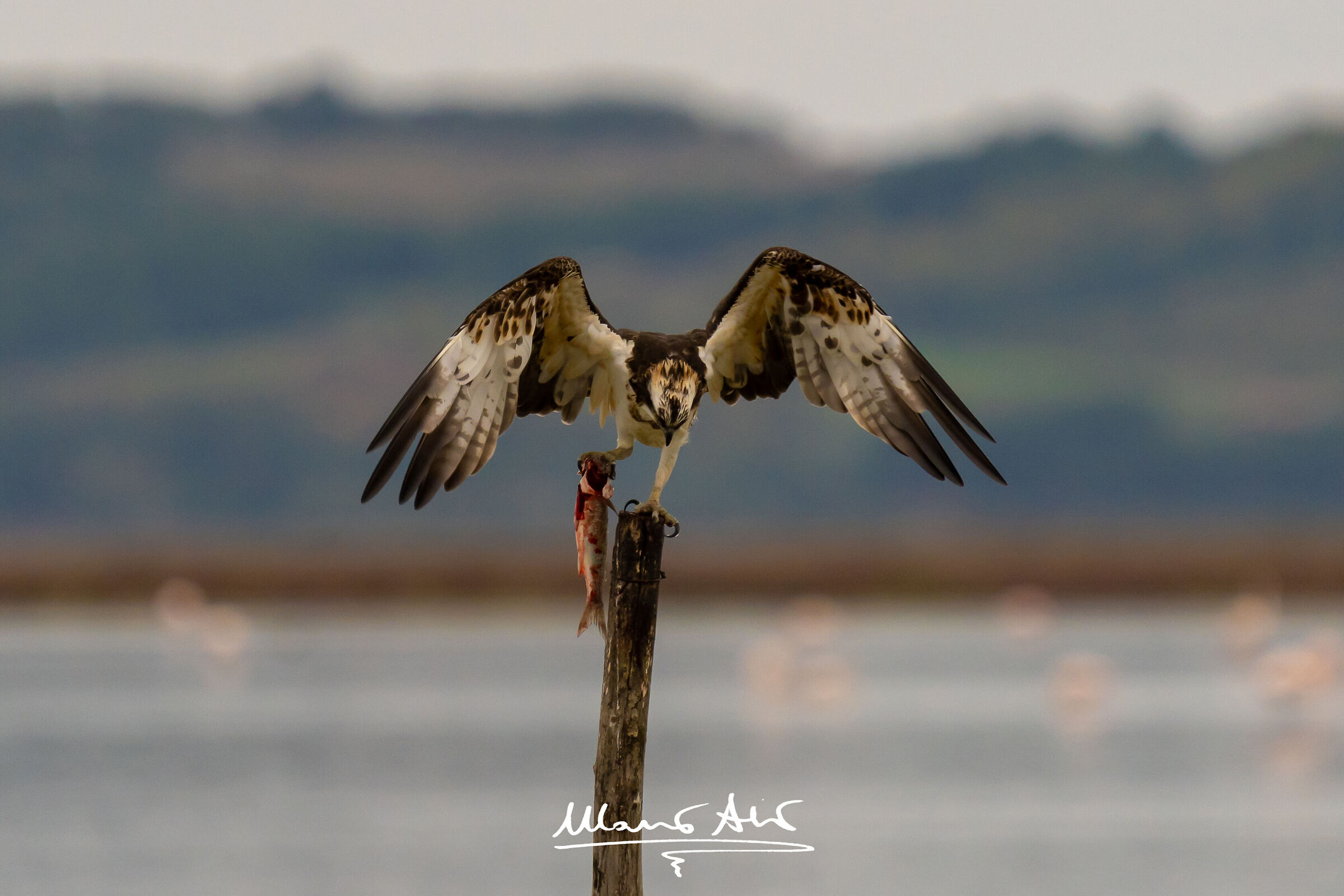 Falco pescatore