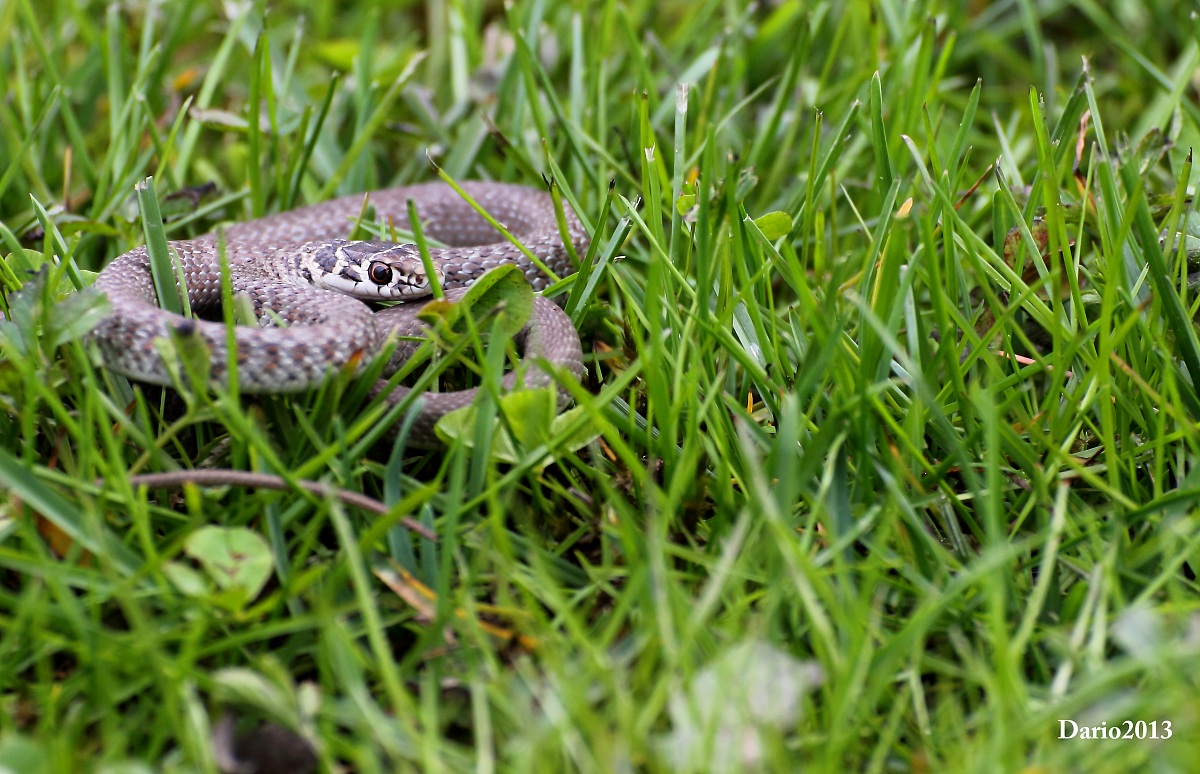 Hierophis viridiflavus 4