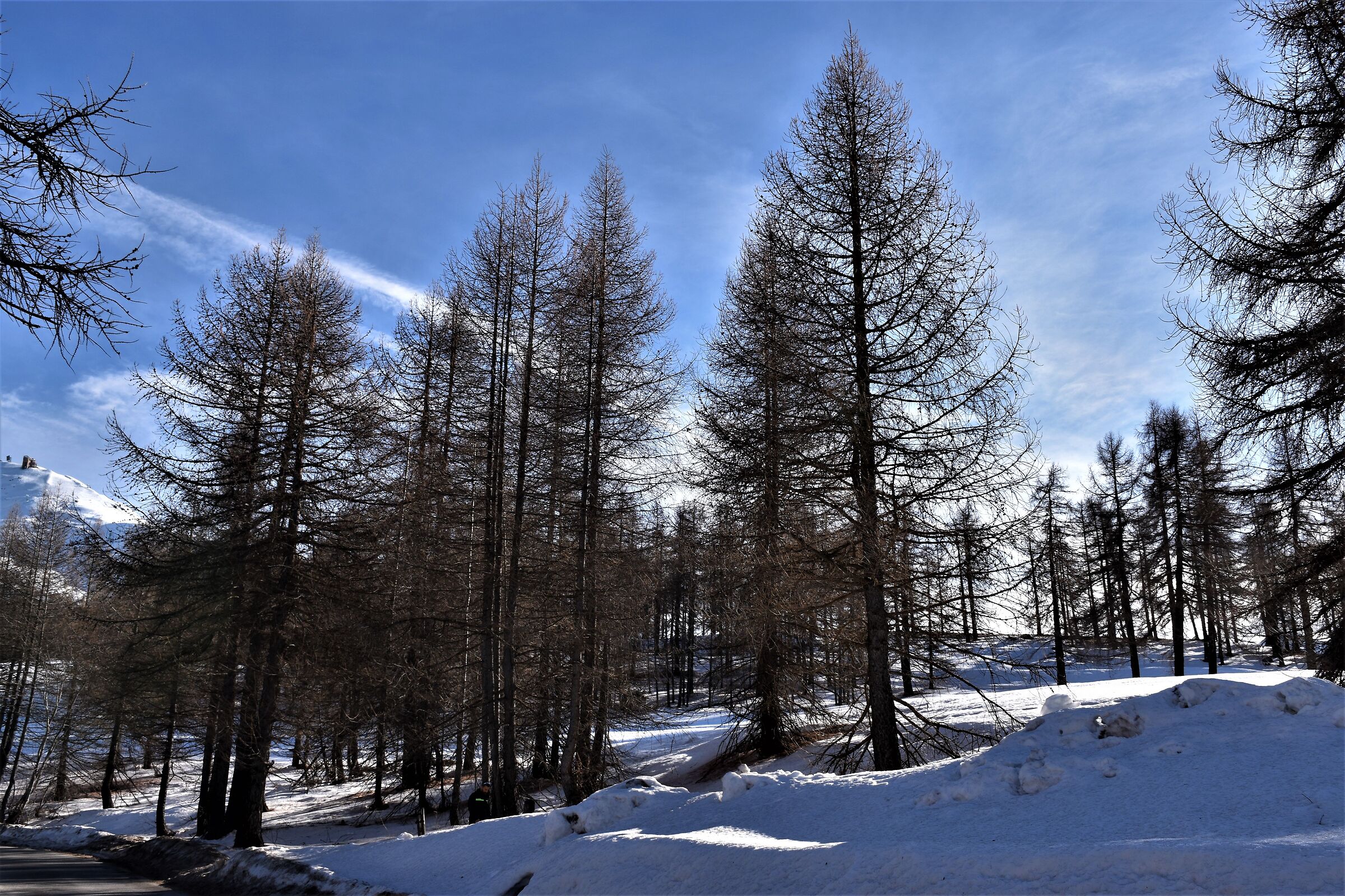 in search of snow