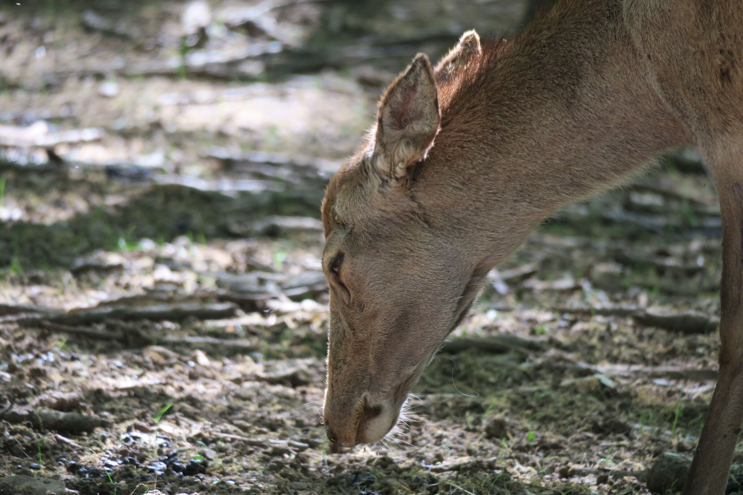 Fallow deer