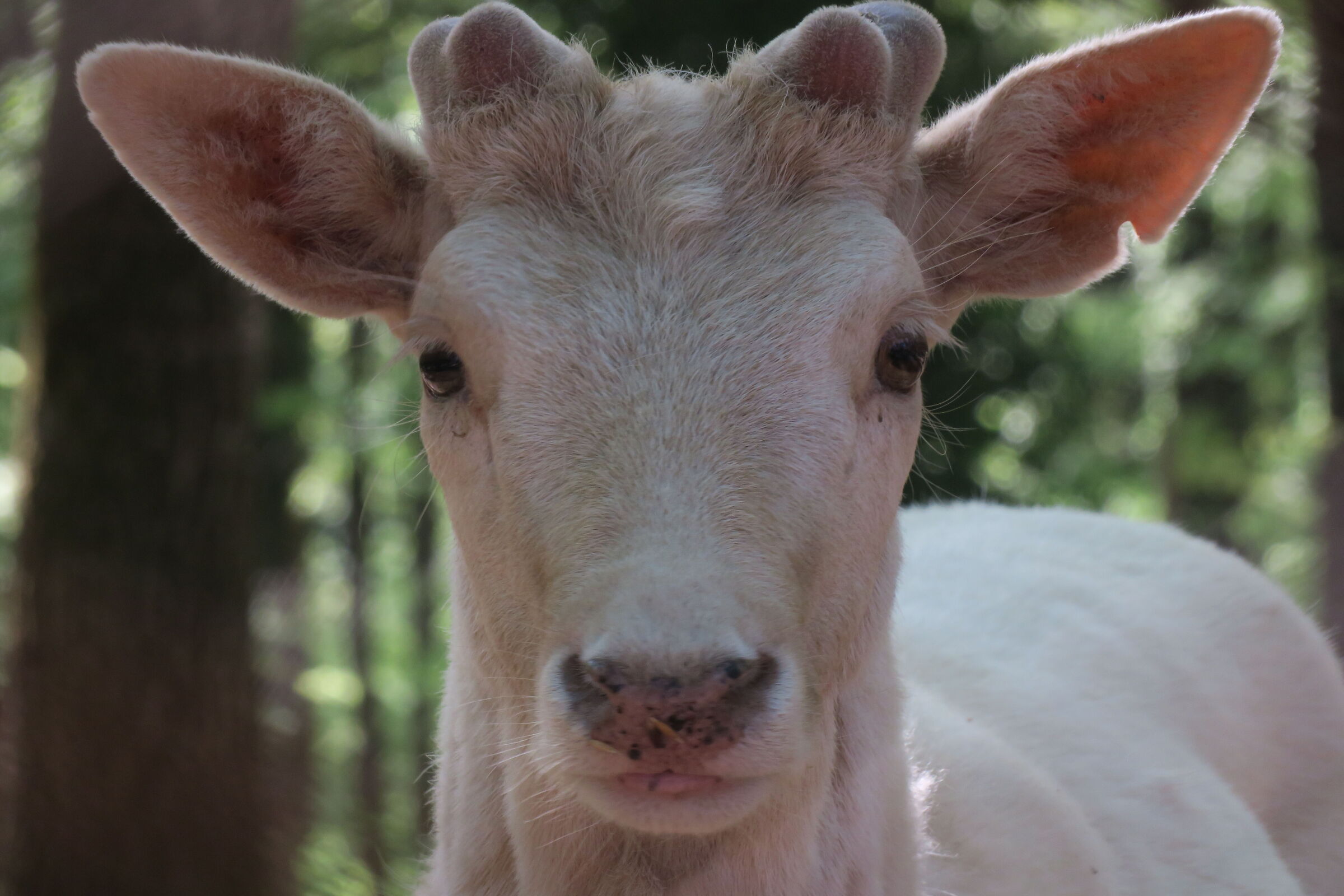 Young white fallow deer