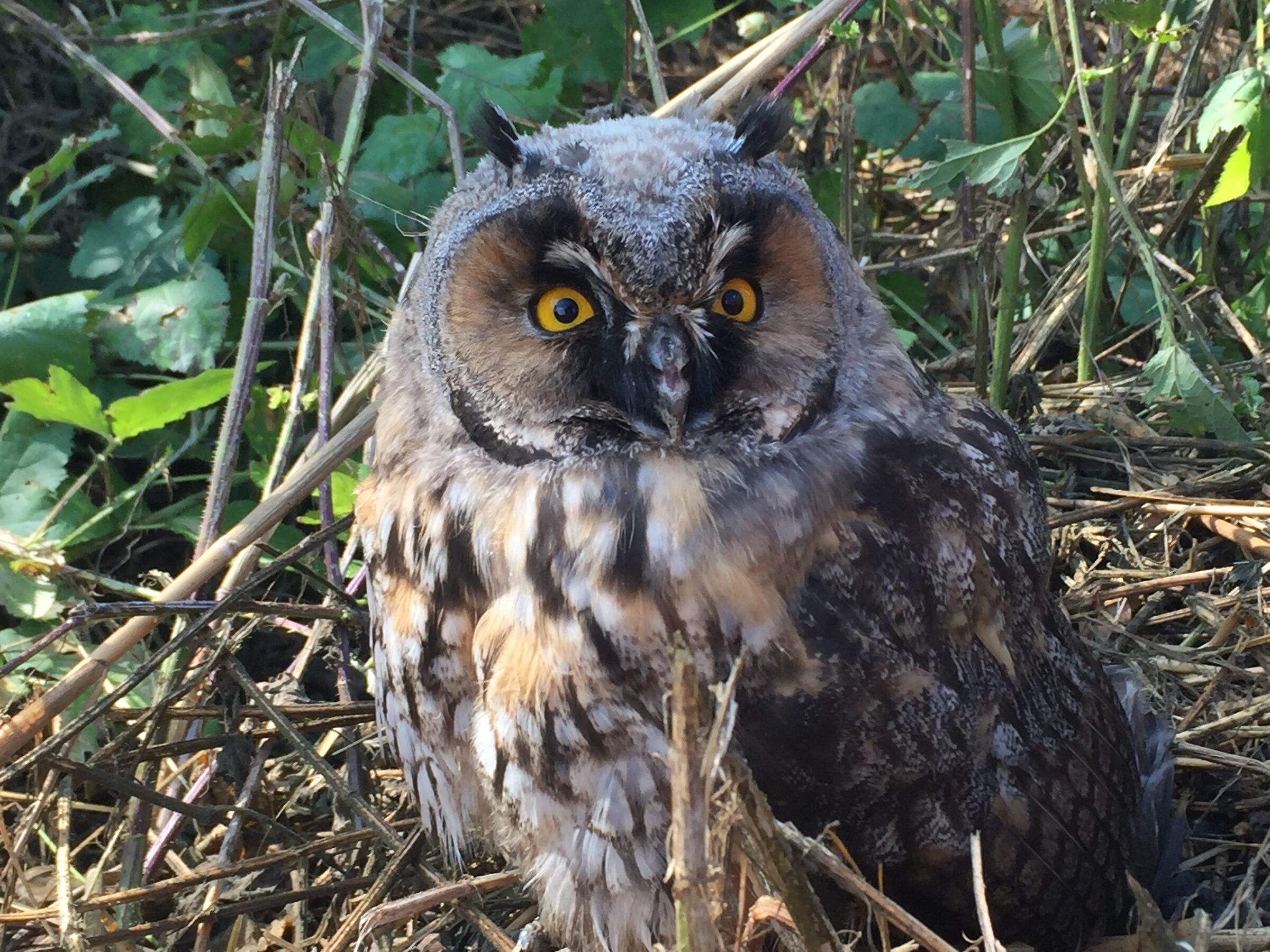 Freshly flown common owl